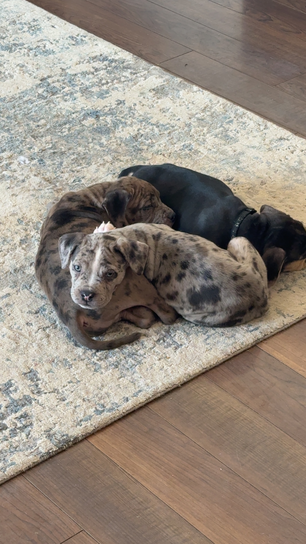 Photo of American Bully Puppies!