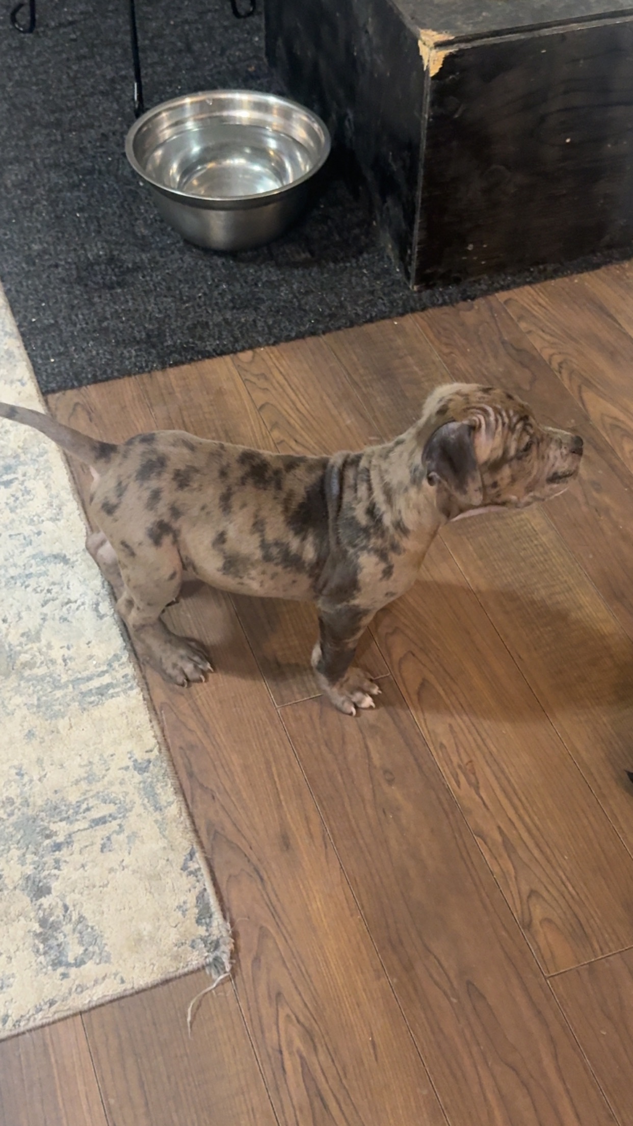 Photo of American Bully Puppies!