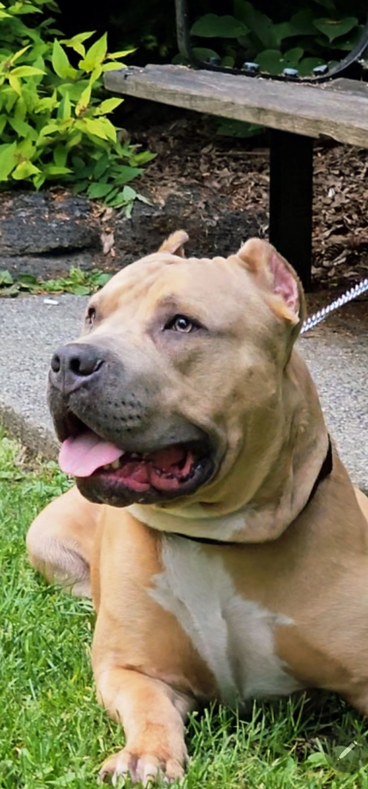 Photo of Young male american bully needs new home 