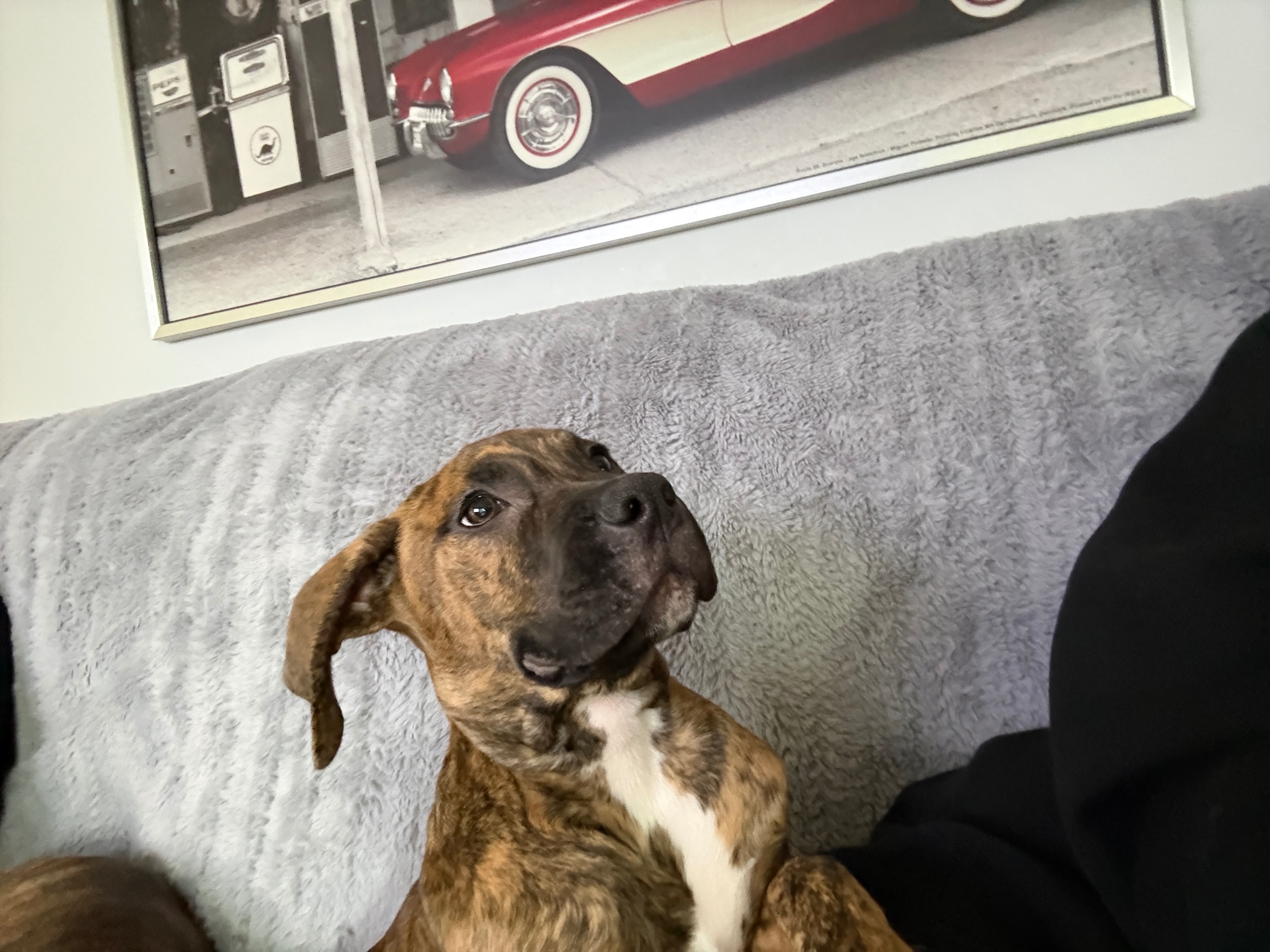 Photo of Beautiful Brindle puppy