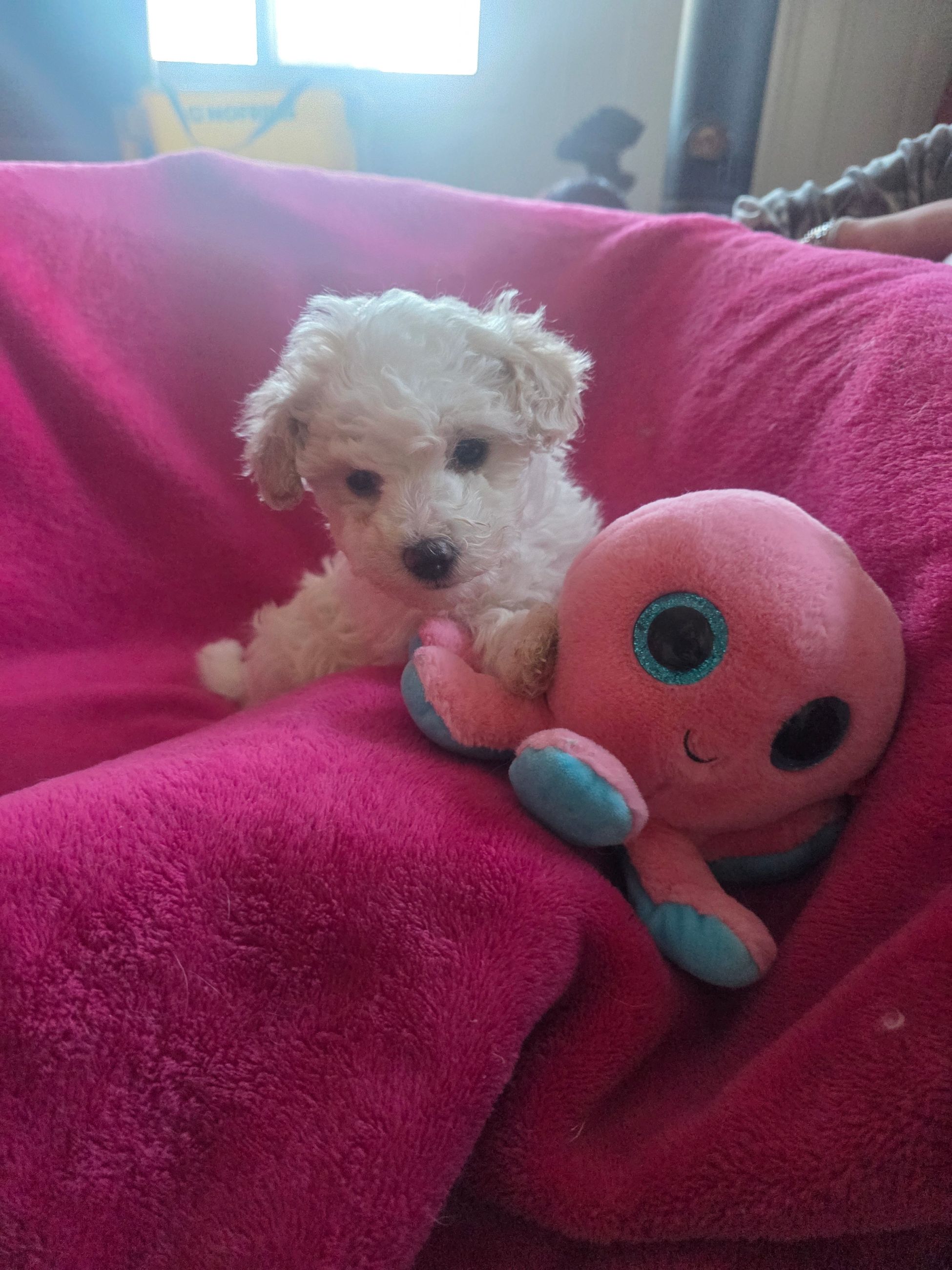 Photo of Poodle puppies 