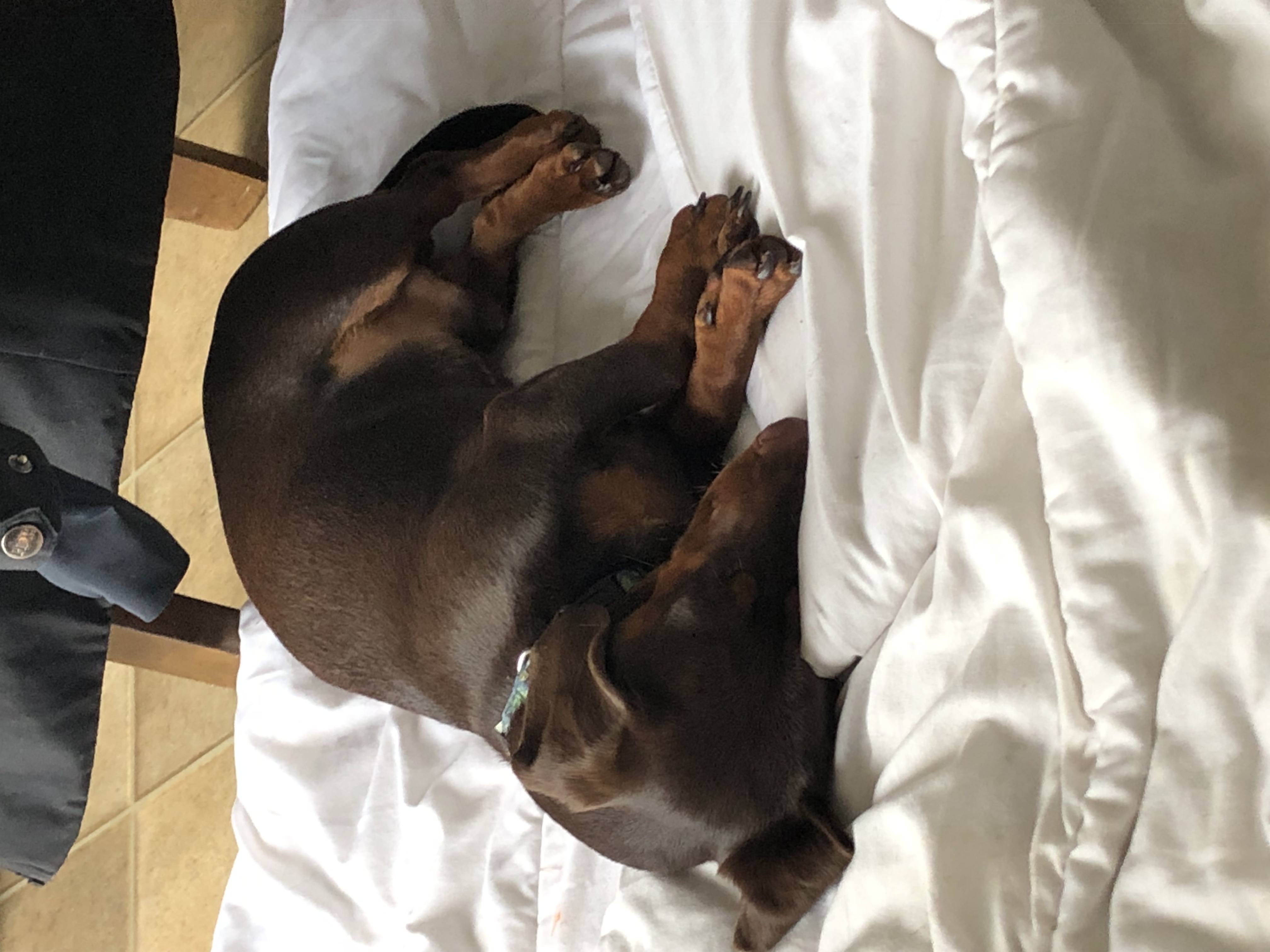 Photo of Male dachshun for stud 