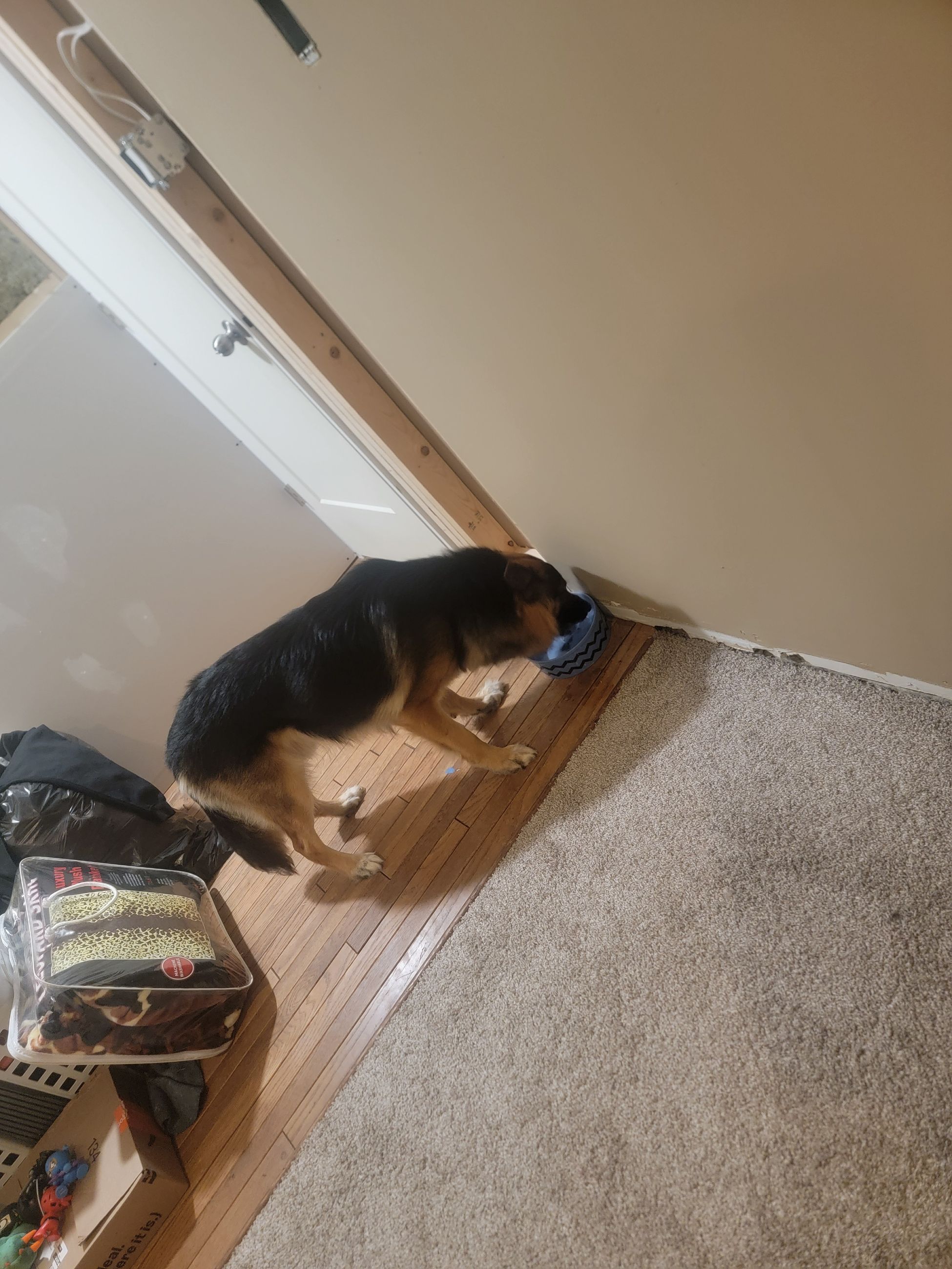 Photo of Long Haird German Shepard 