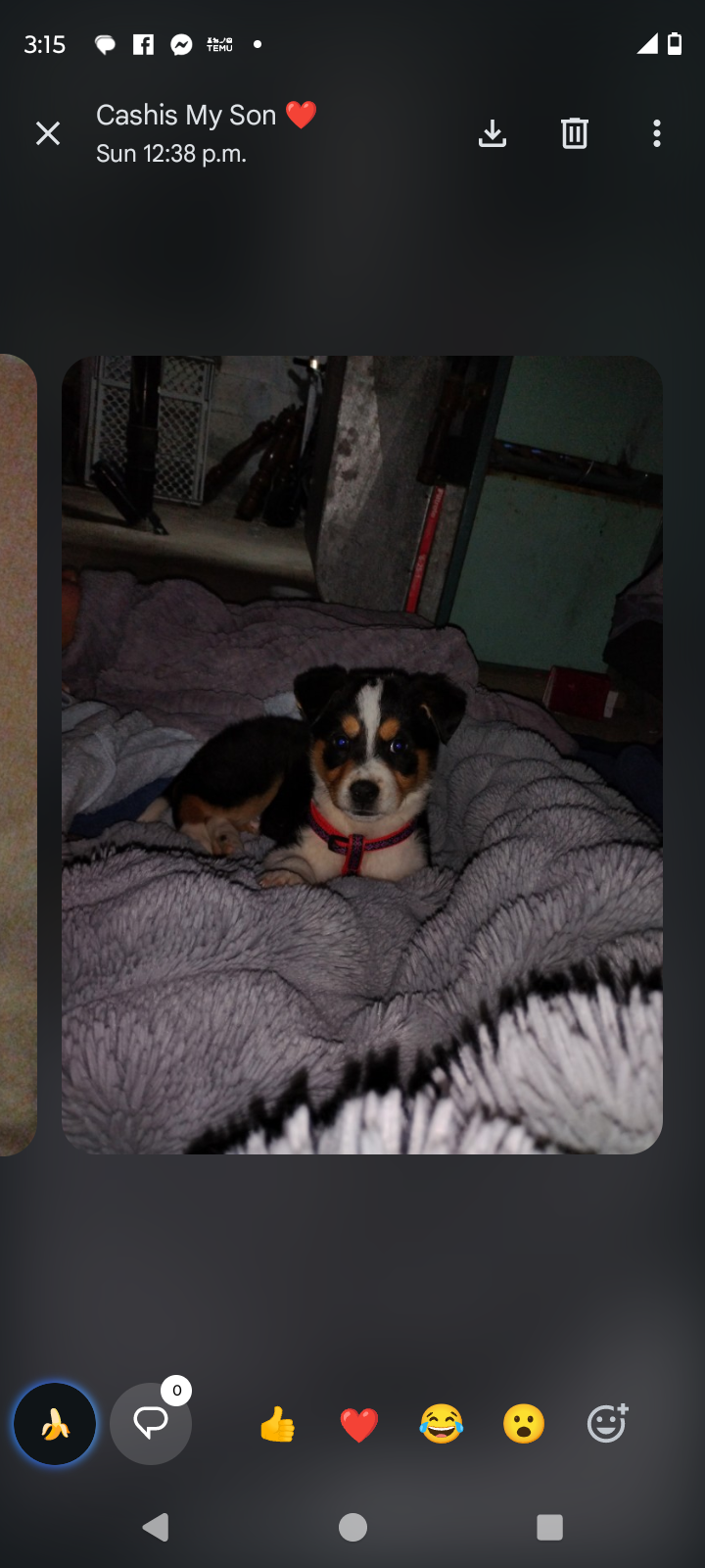 Photo of  border collie