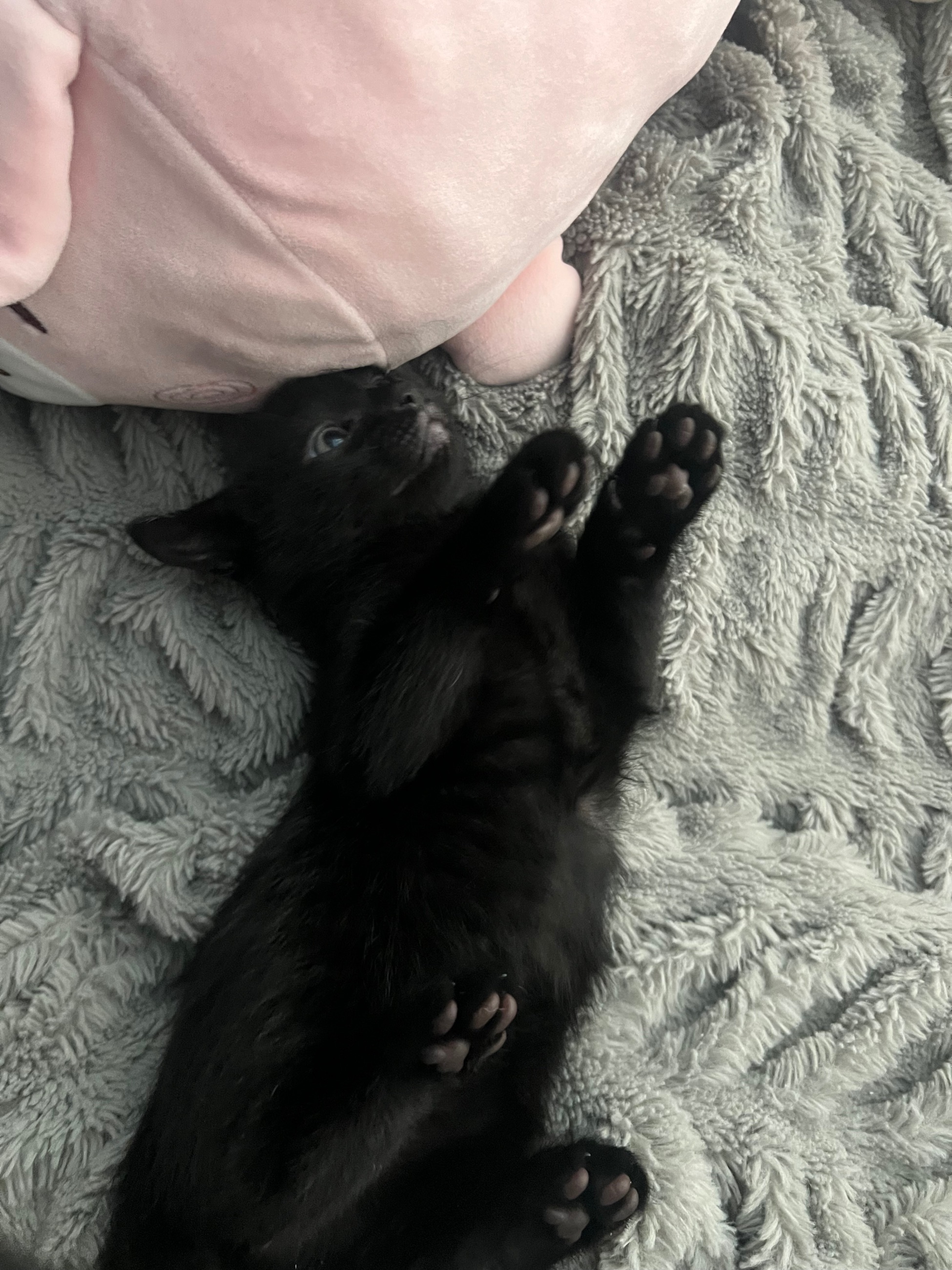 Photo of Kitten in need of rehoming