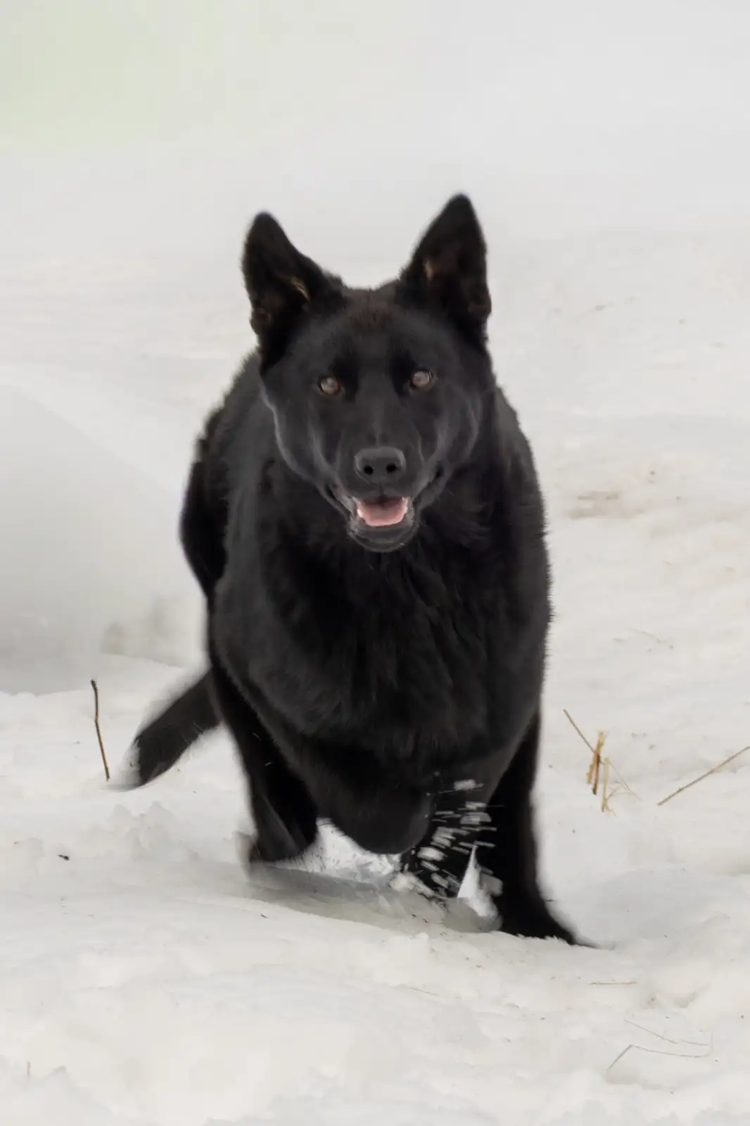 Photo of Black German Shepherd puppies. 