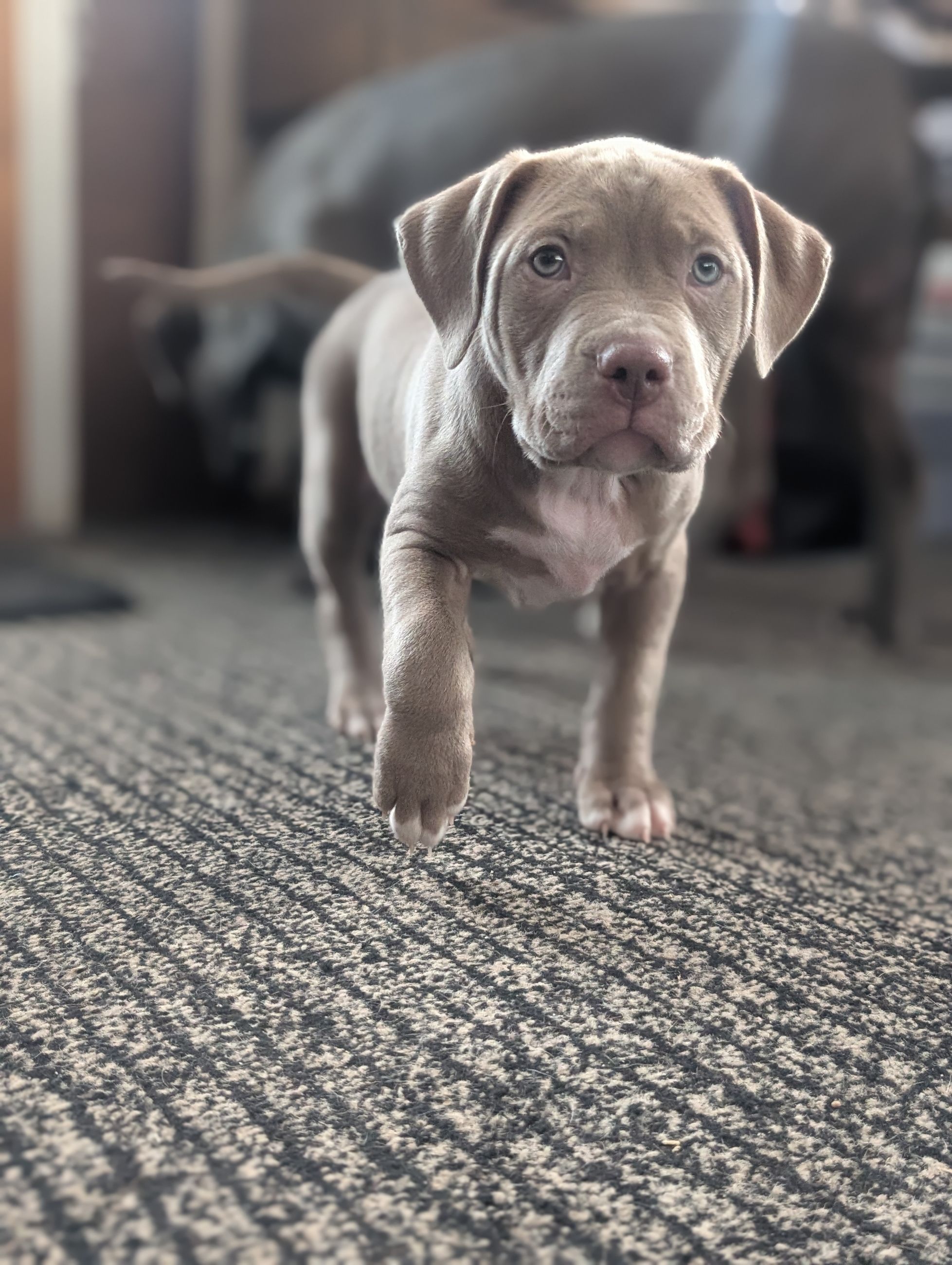 Photo of American Bully Puppys