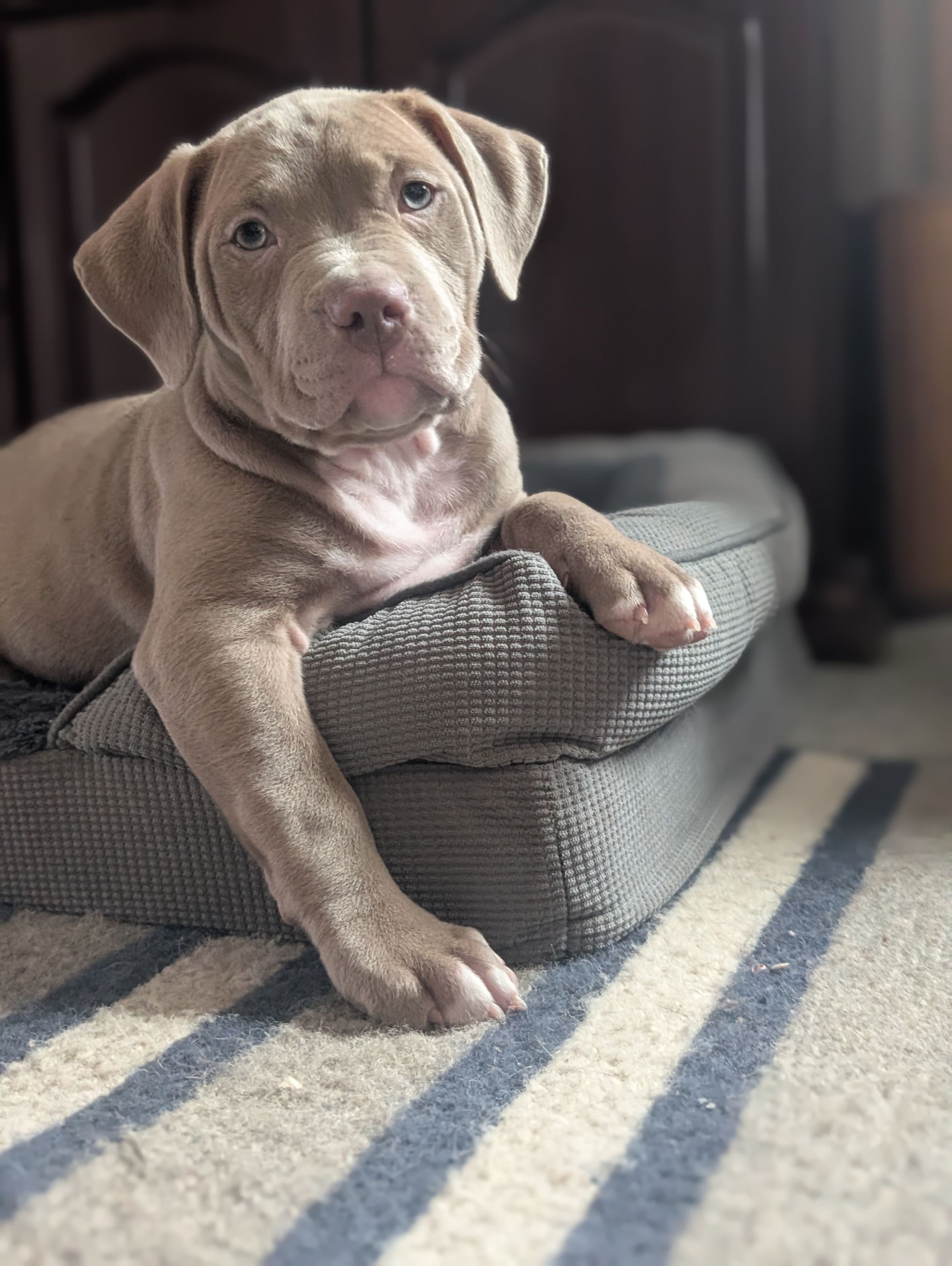 Photo of American Bully XL Puppys