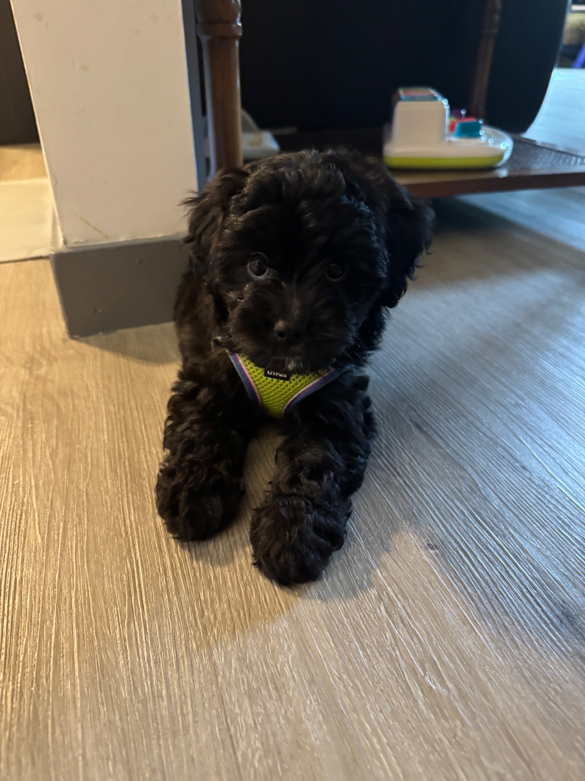 Photo of Mini Maltipoo