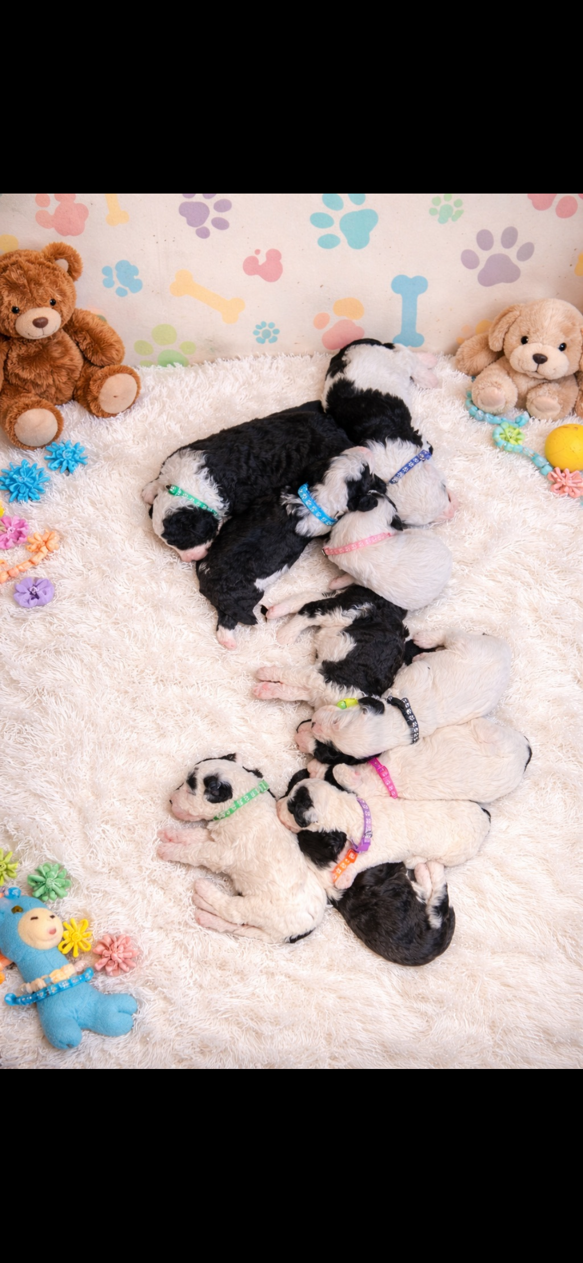 Photo of Sheepadoodle Puppies 