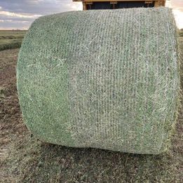 Photo of ALFALFA HAY FOR SALE