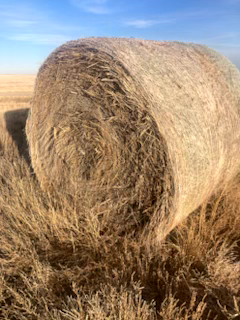 Photo of KOCIA BALES FOR SALE