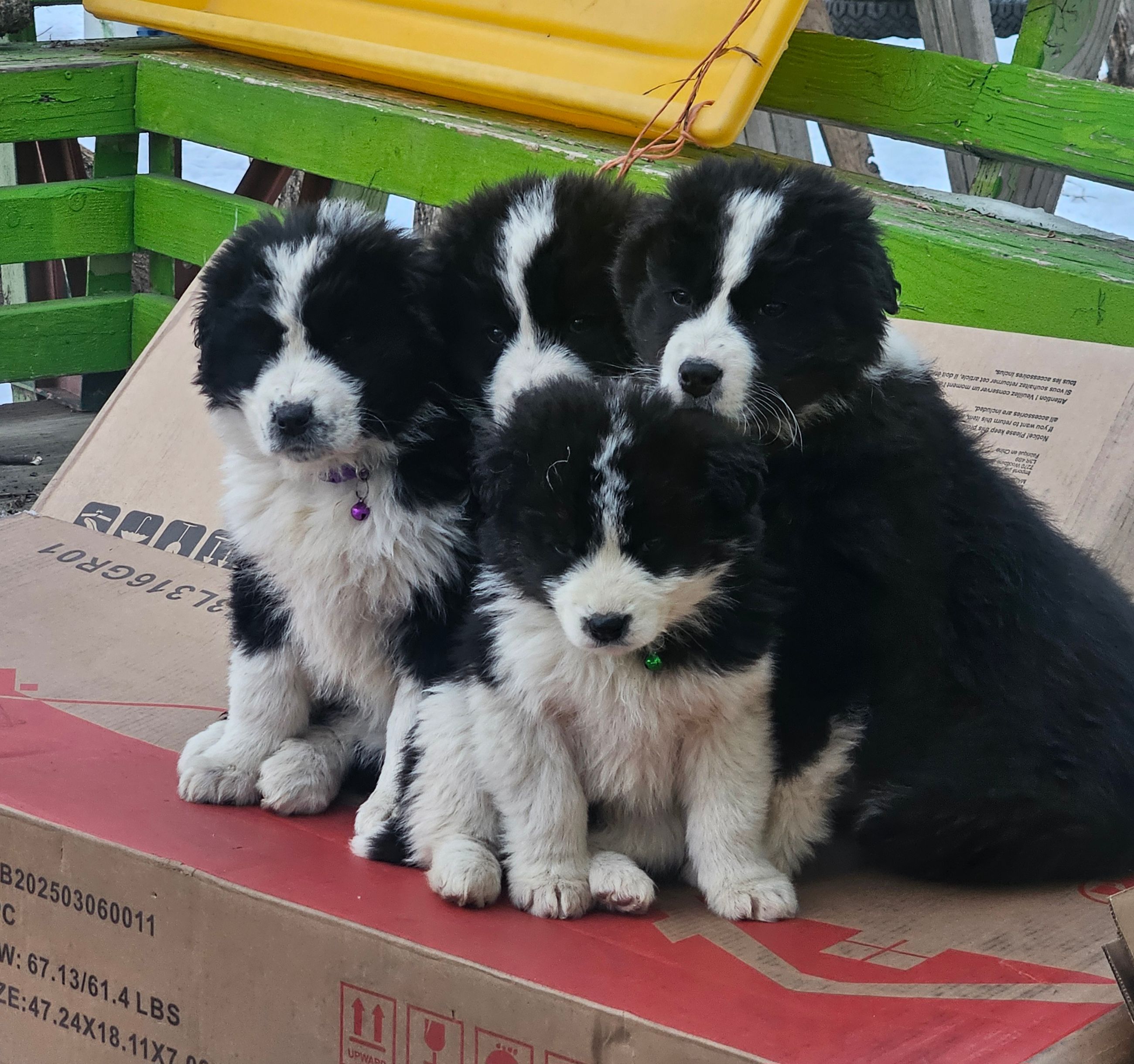 Photo of Puppies 