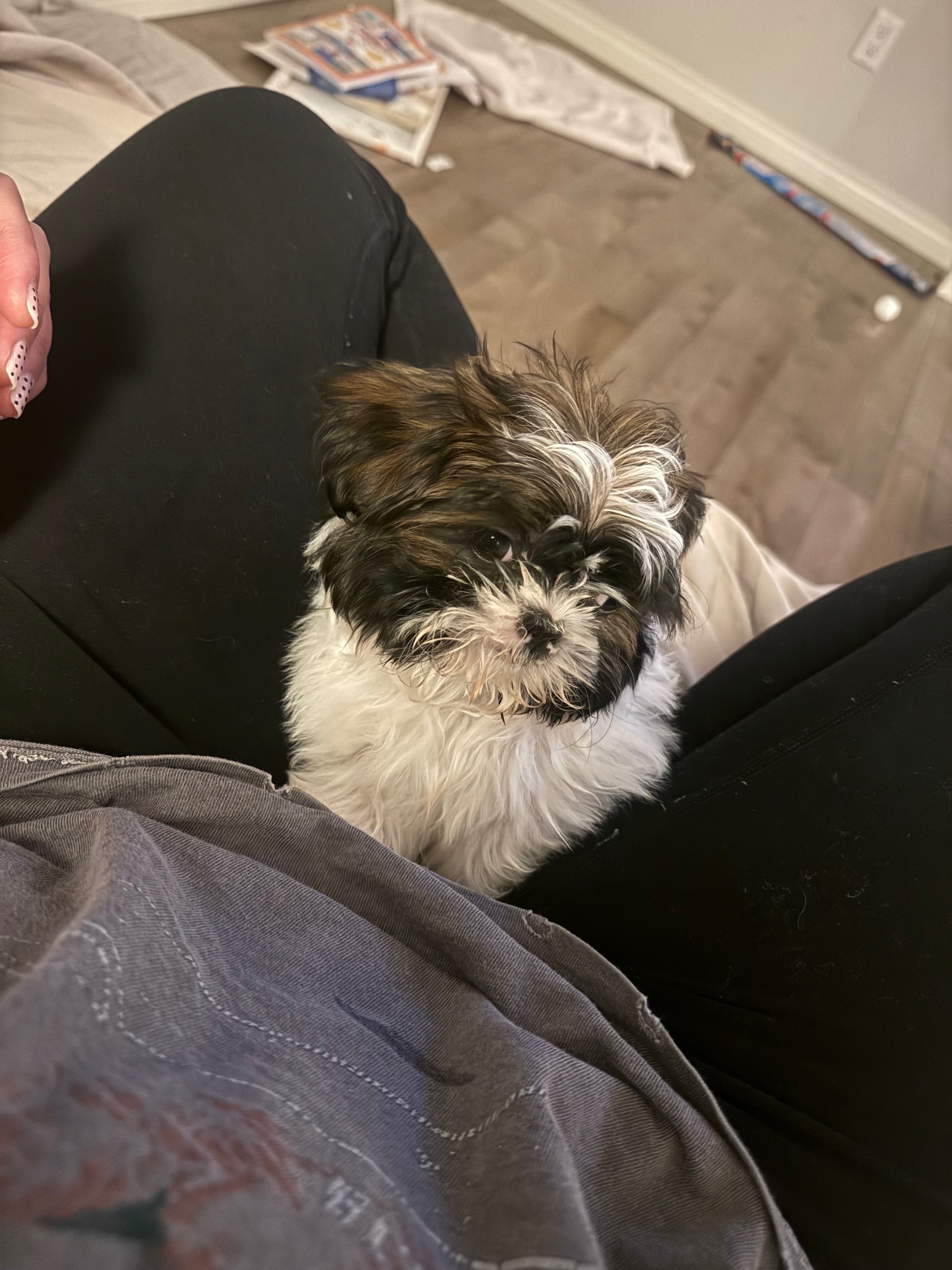 Photo of 12 week shih tzu 