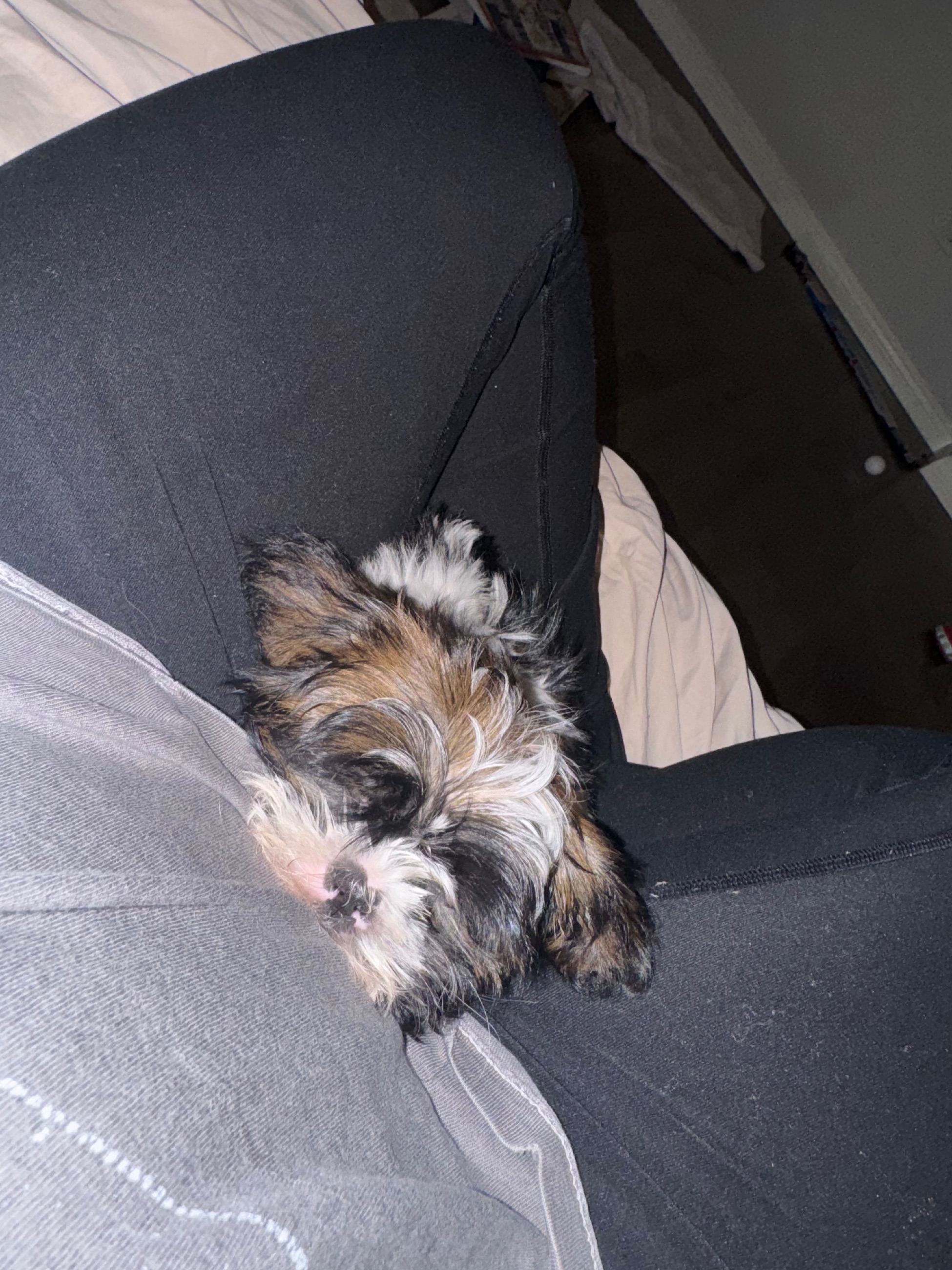 Photo of 12 week shih tzu 