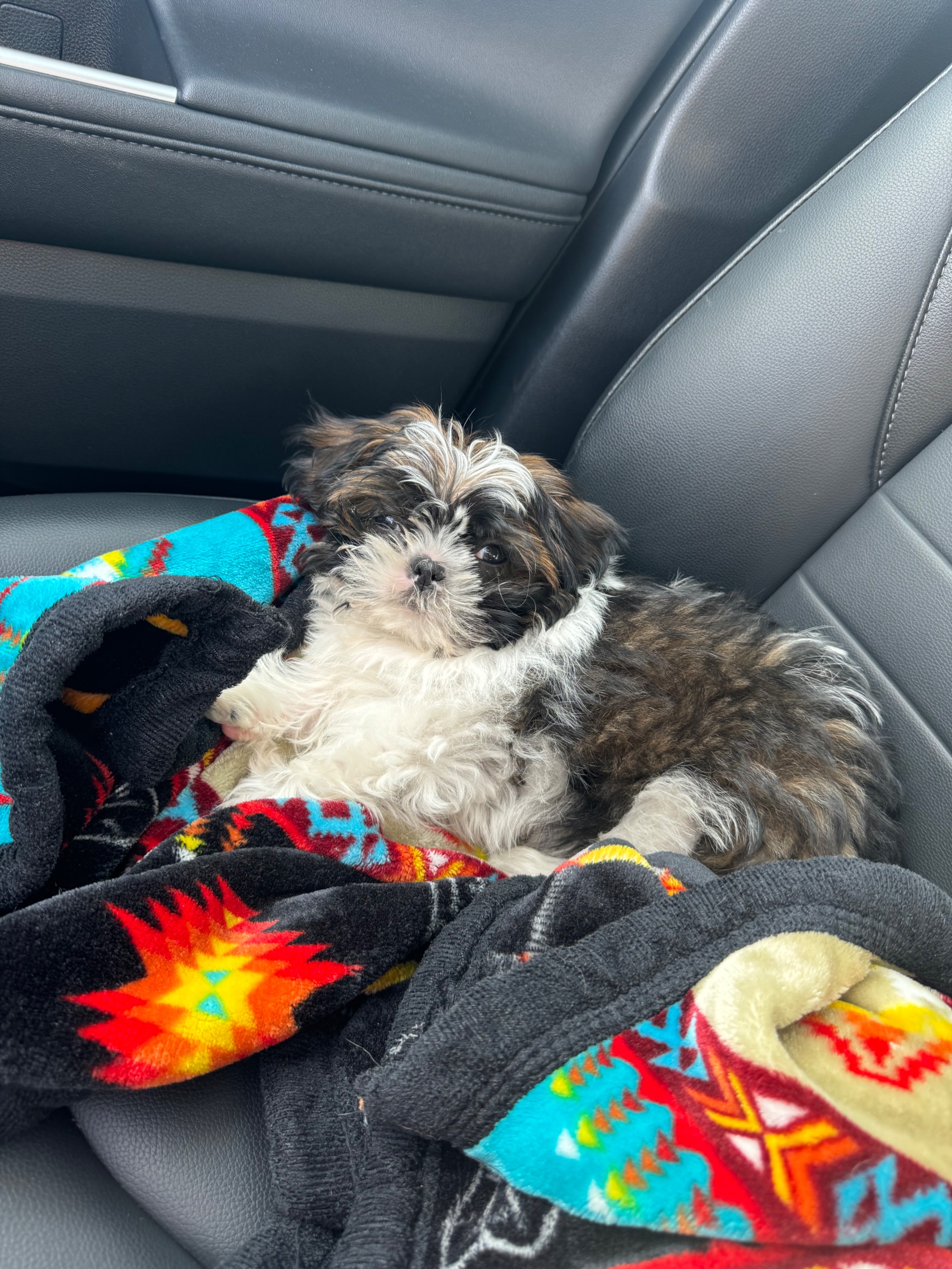 Photo of 12 week shih tzu 
