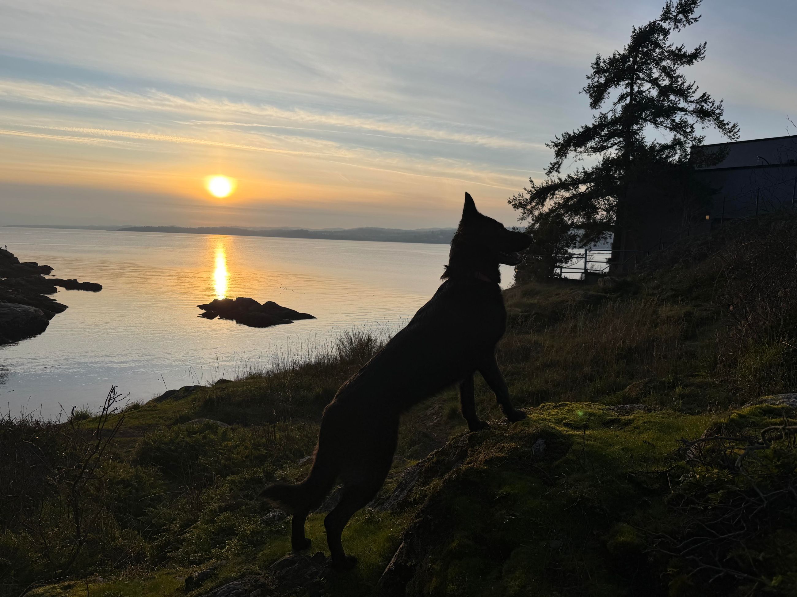 Photo of Needed Shepherd Stud