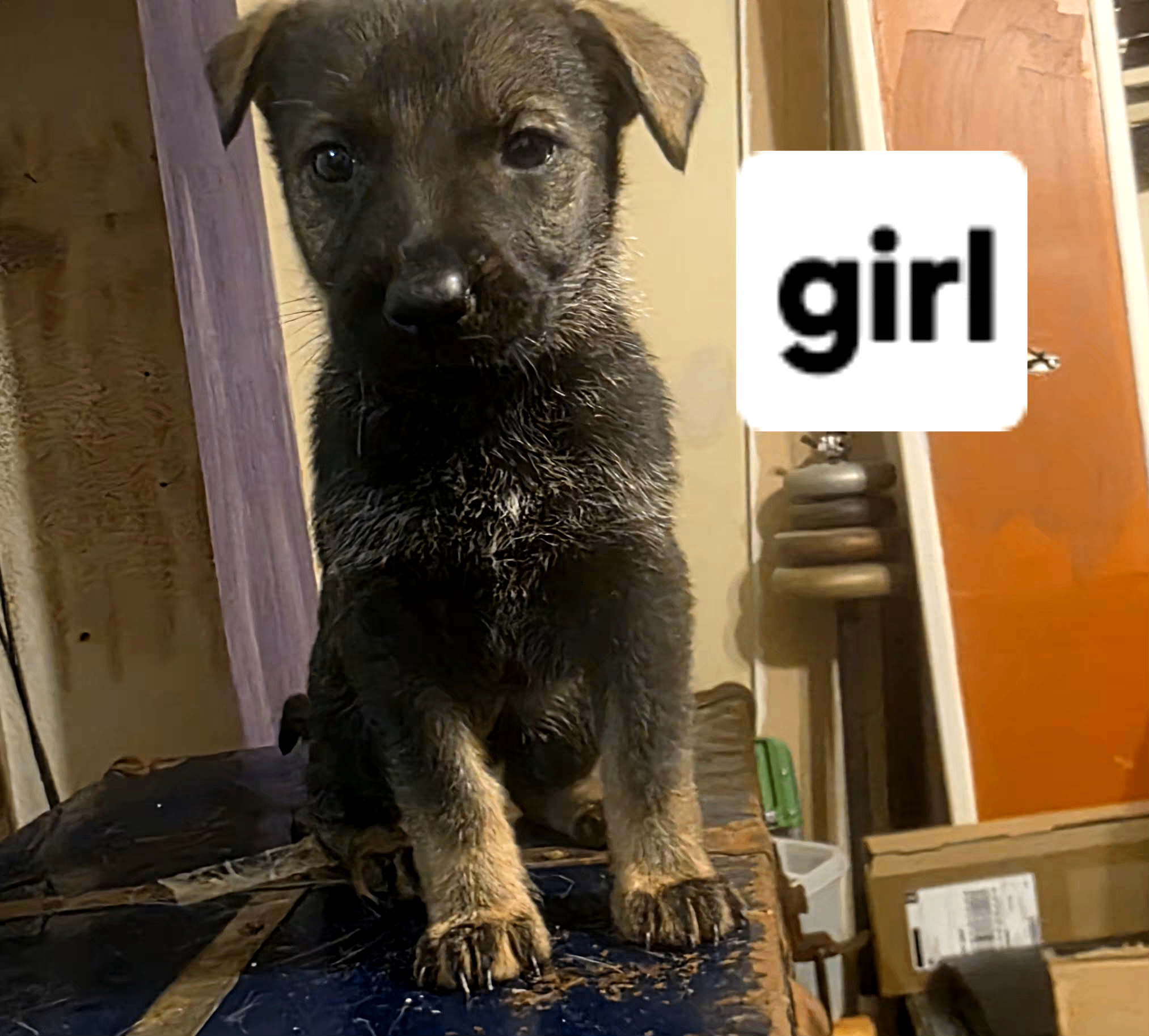 Photo of German Shepherd Puppys! 