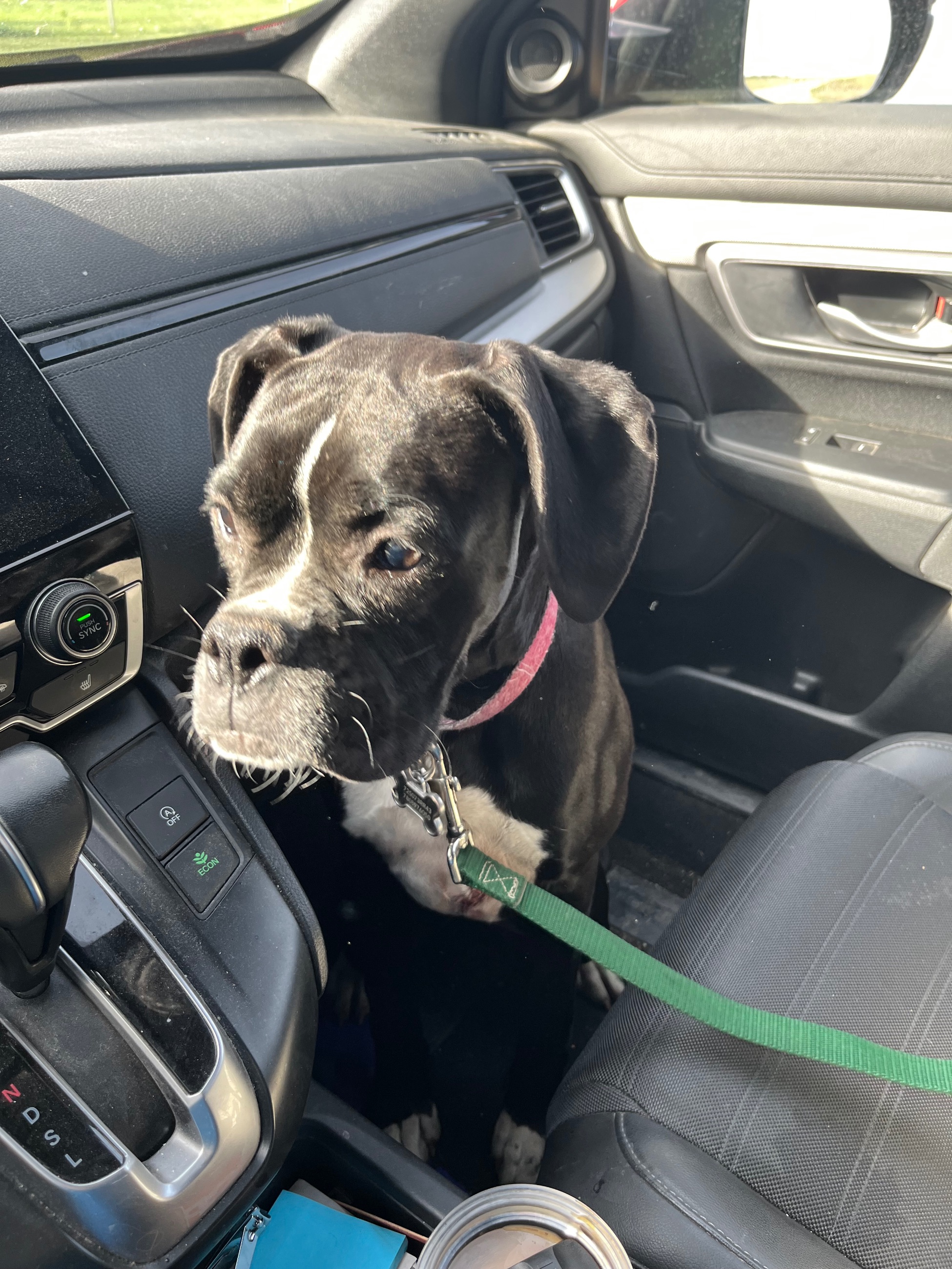 Photo of 1 Year Old Female Boxer