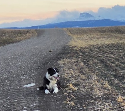 Photo of Grade collie 