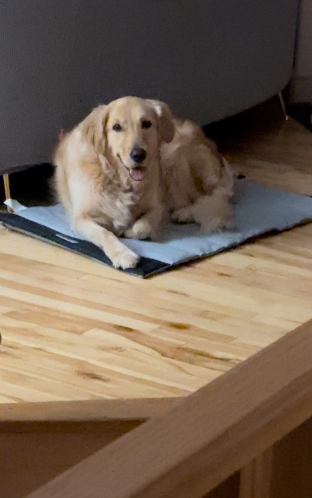 Photo of Rehoming my Golden Retriever 