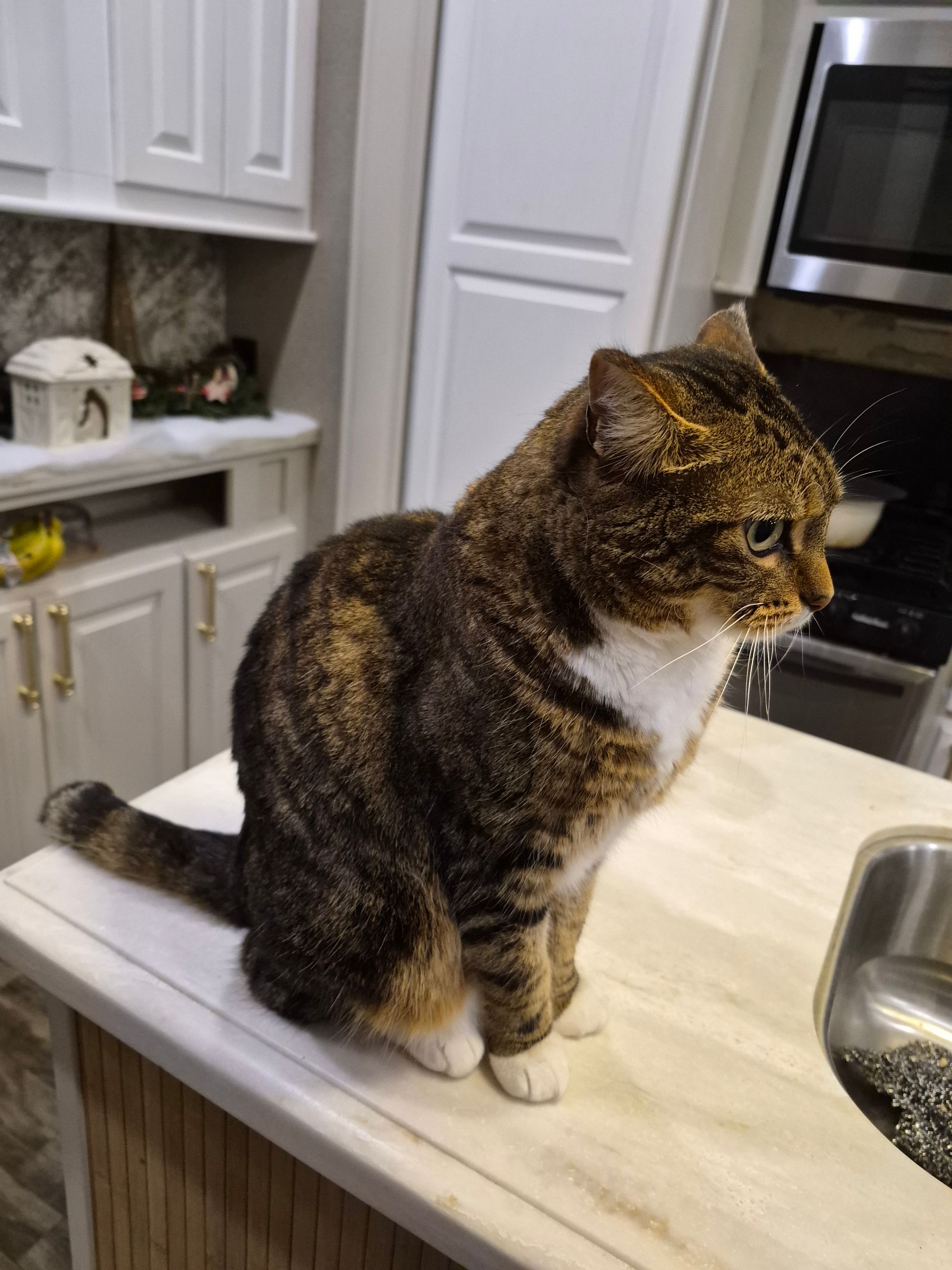 Photo of Here is our Beautiful spayed (ESMAE) for rehoming