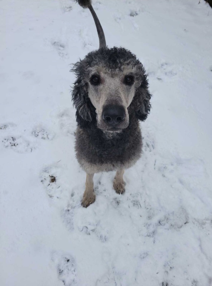 Photo of pure standard poodle puppies. 7 available 