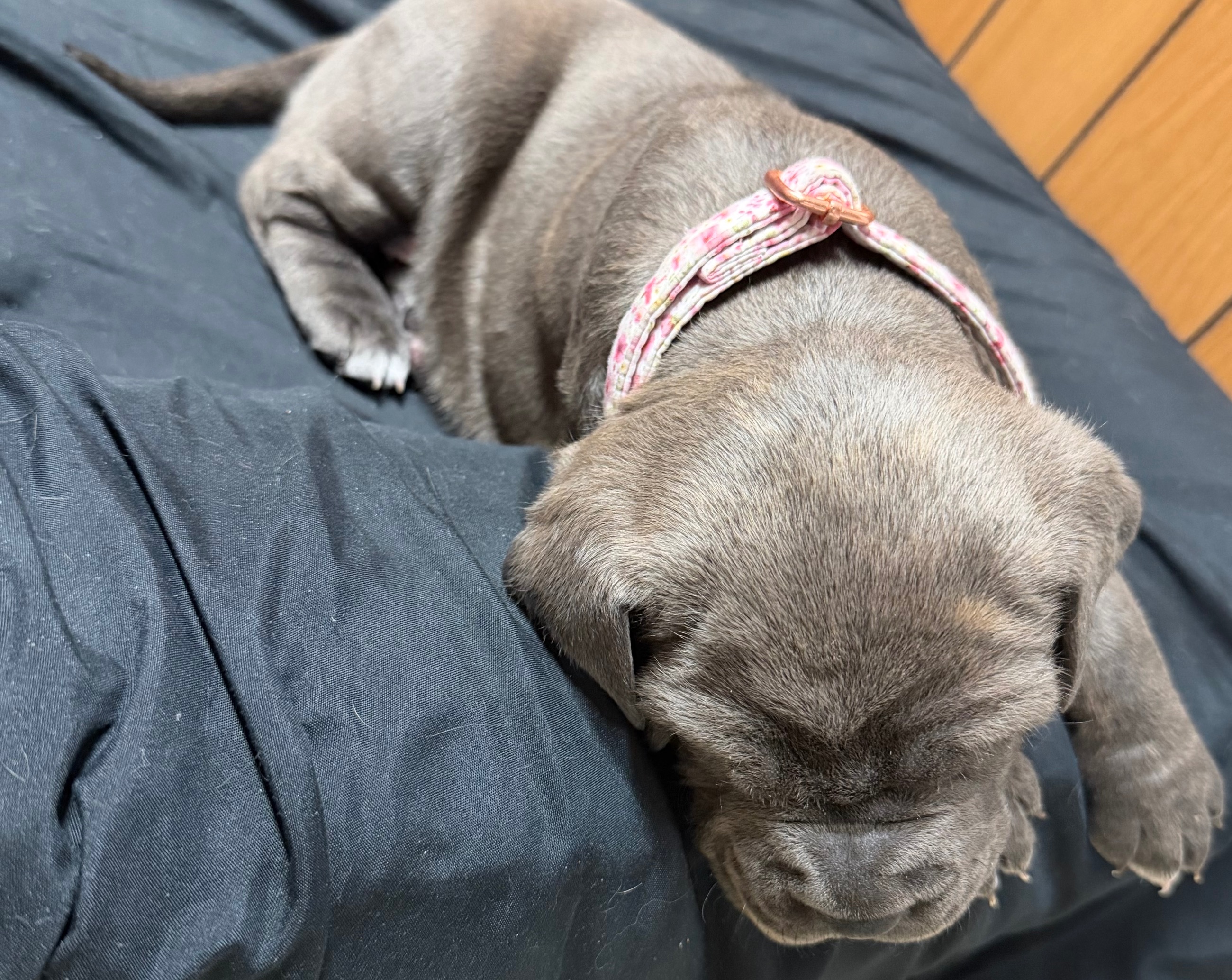 Photo of Cane Corso Pitbull mix puppy