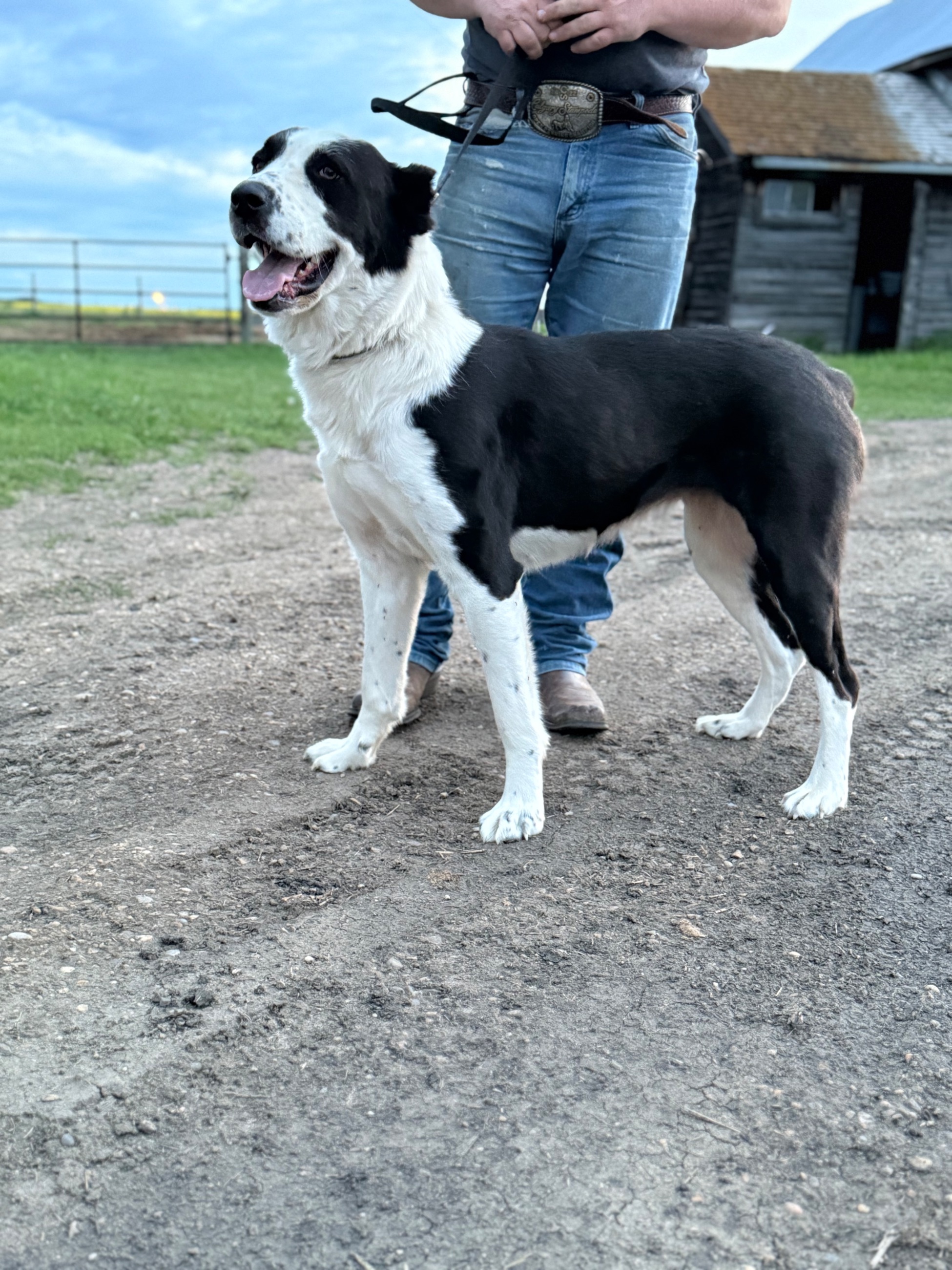 Photo of Central Asian shepherd pups LGD great yard protection ANTITHEFT!