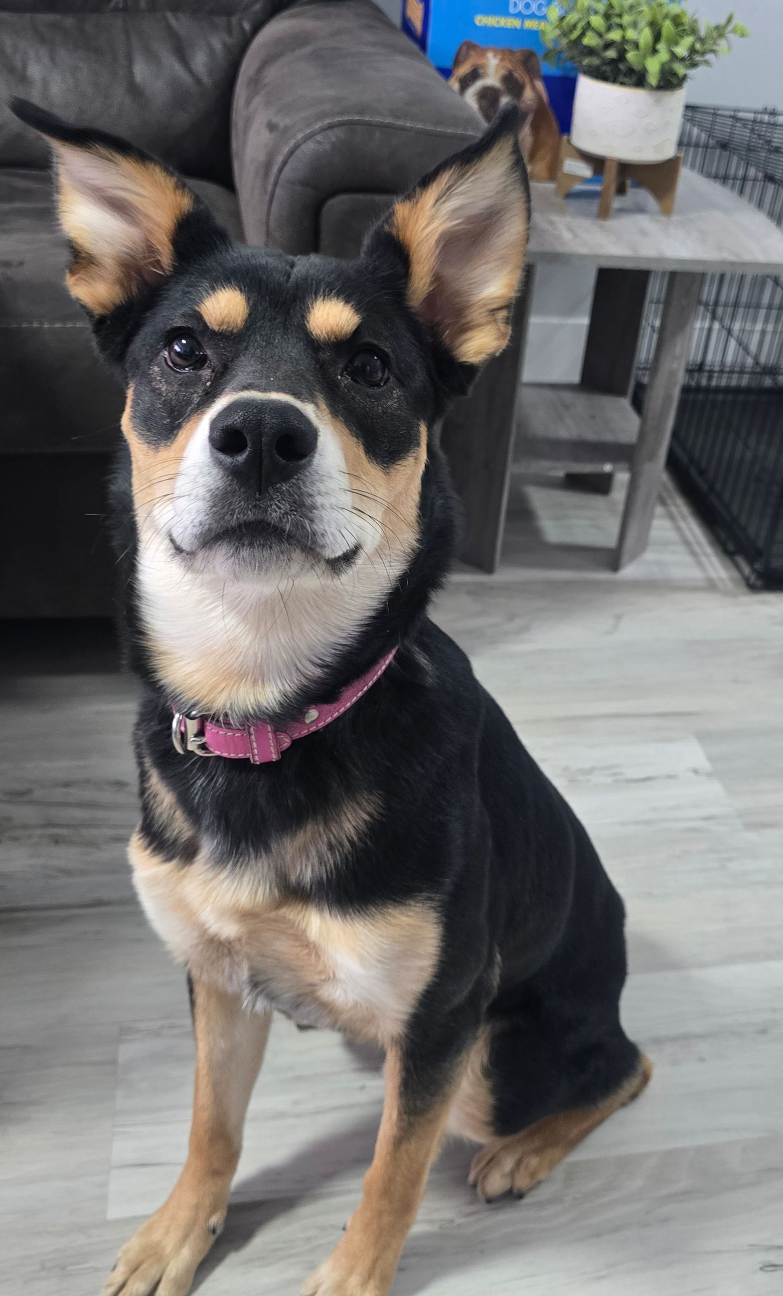 Photo of Shepherd Mix Female 