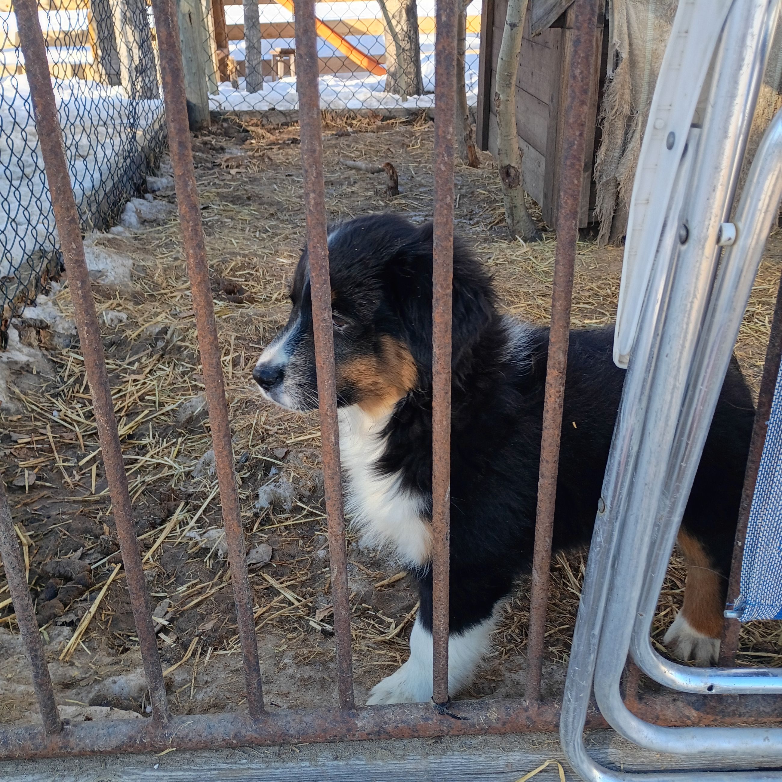 Photo of Puppies ready 2 go!