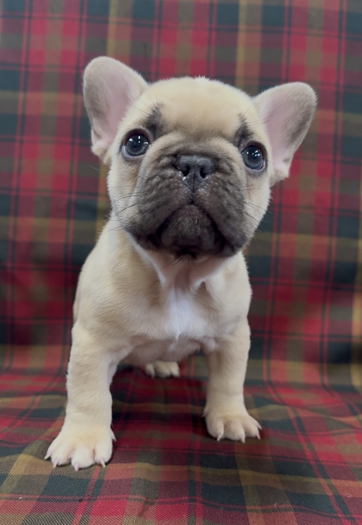 Photo of French Bulldog Puppies