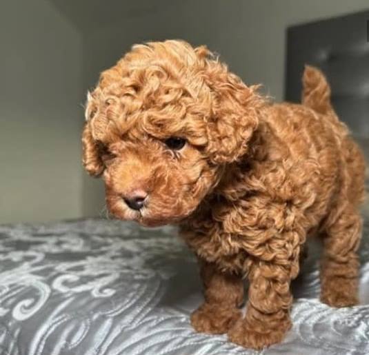 Photo of Lovel Toy Red Poodle Puppies Available.