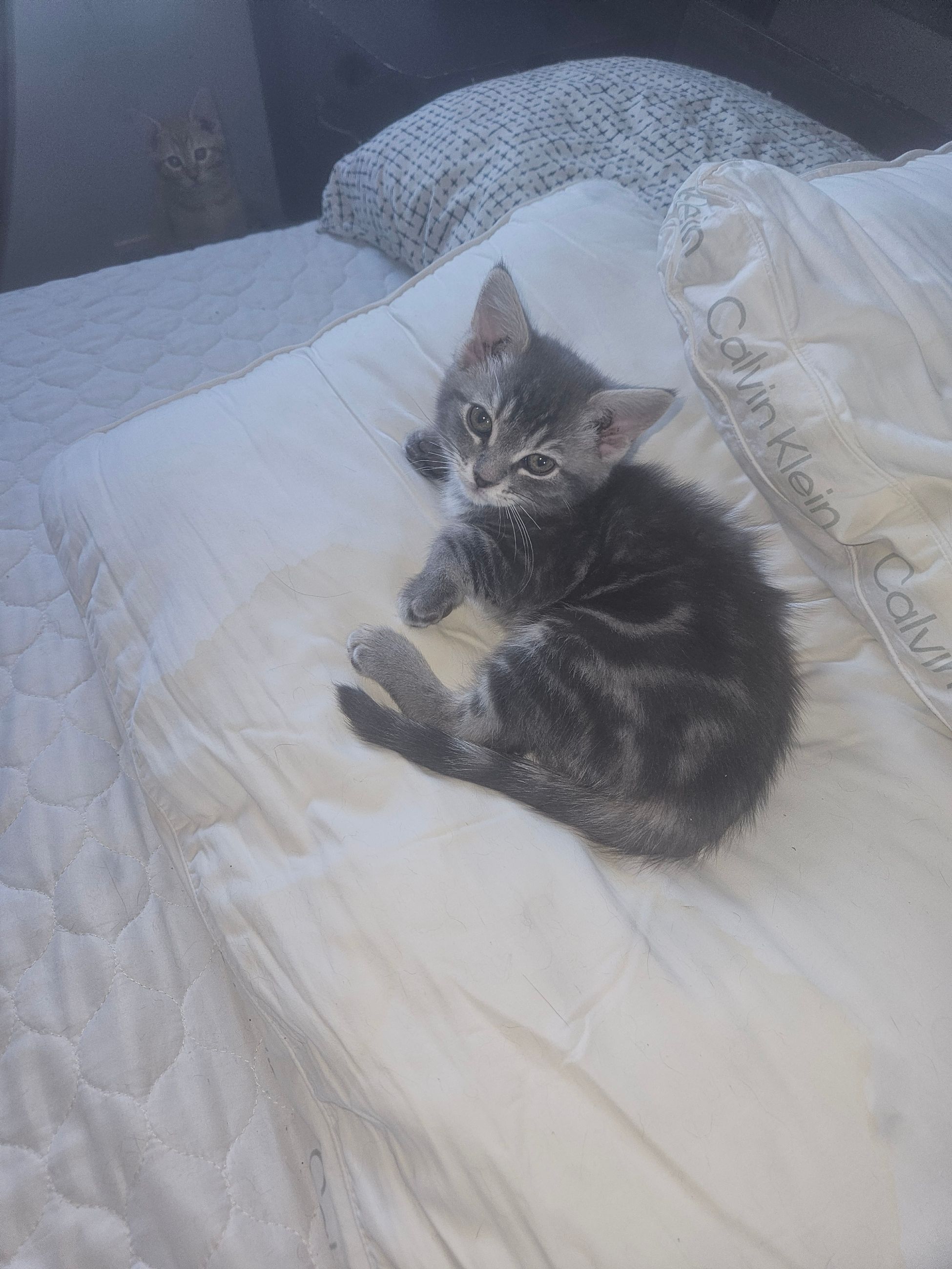 Photo of  2 kittens to give away