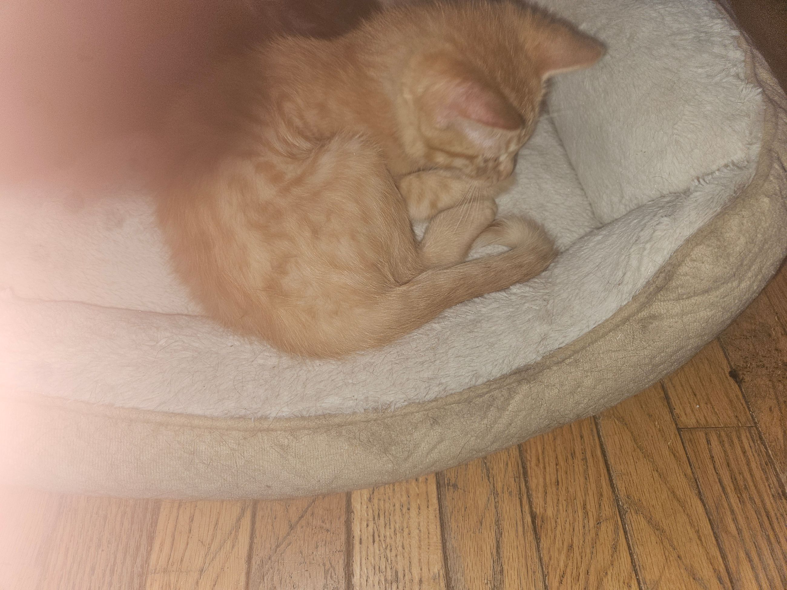 Photo of  2 kittens to give away