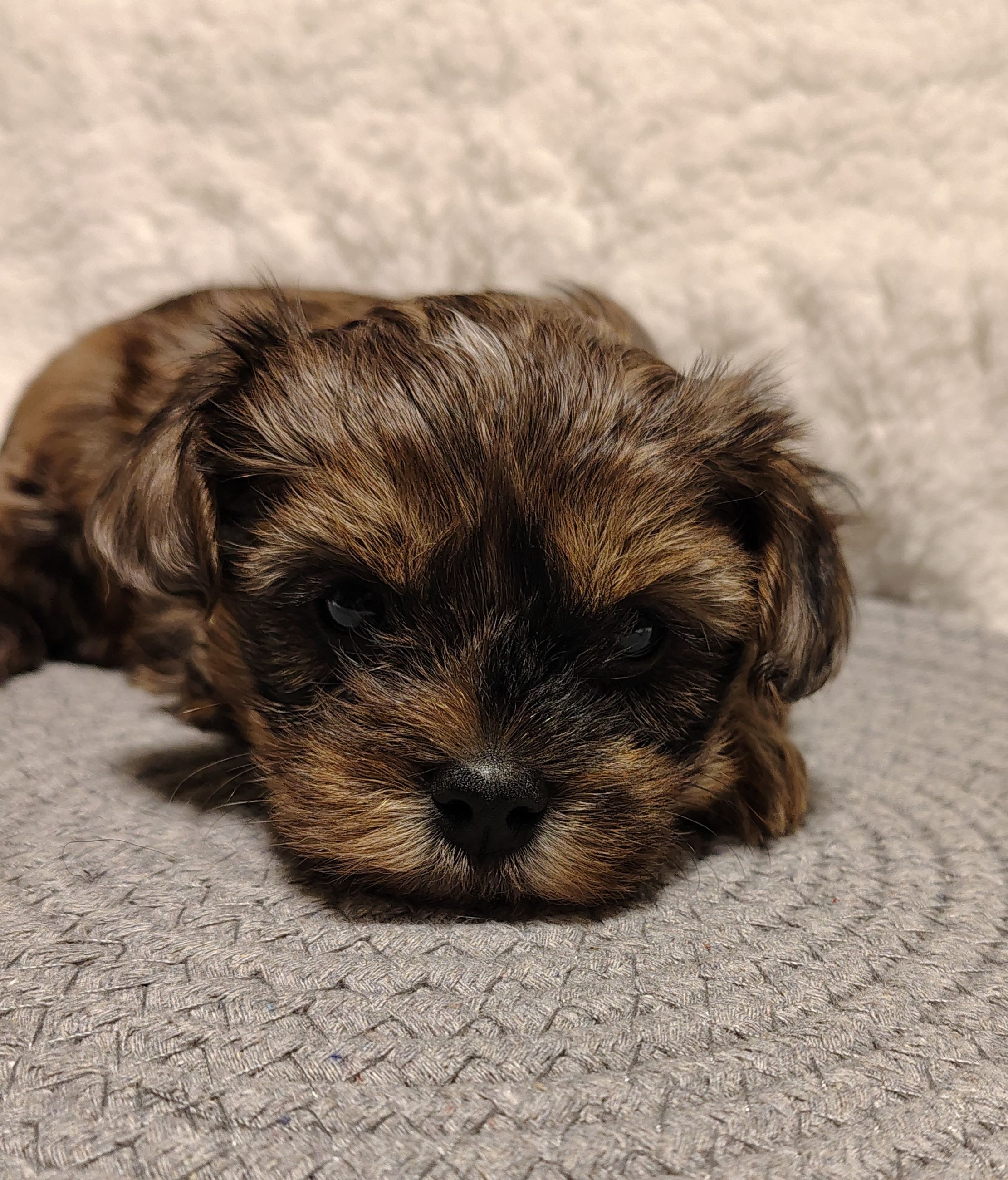 Photo of Shorkie boys