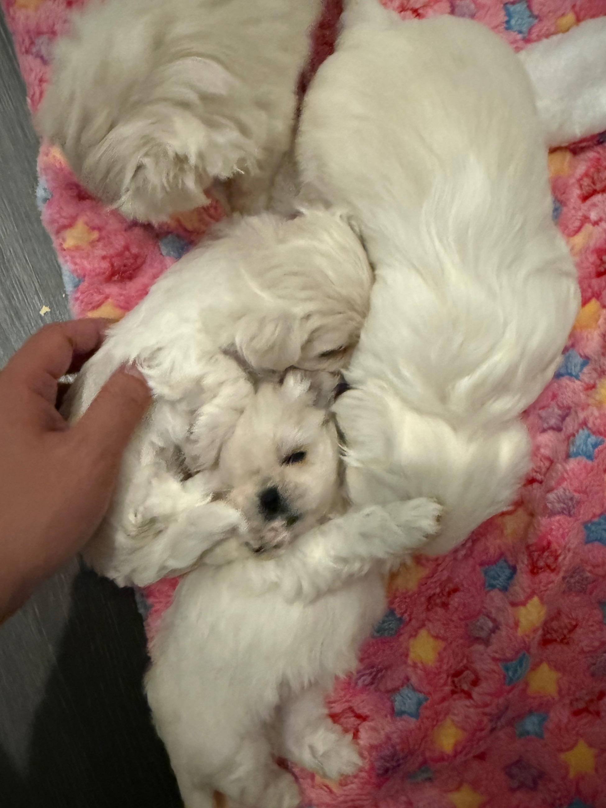 Photo of maltese looking for new home