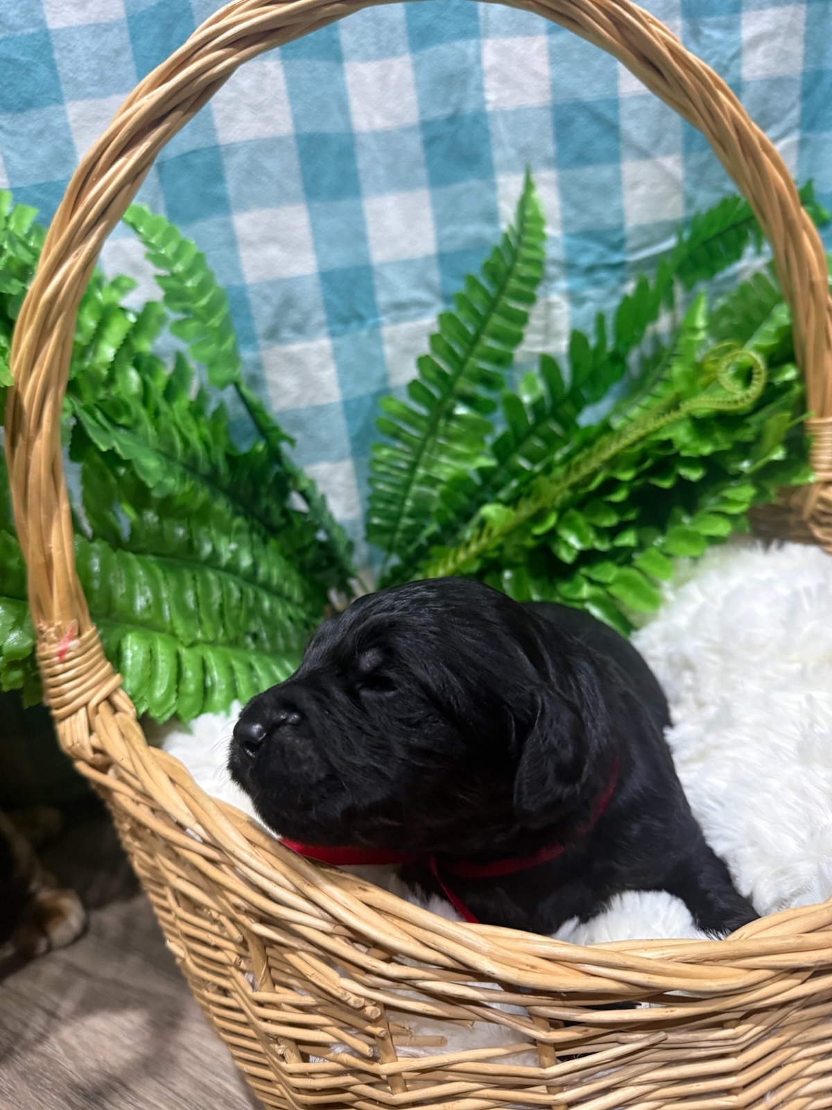 Photo of Goldendoodle puppies available!