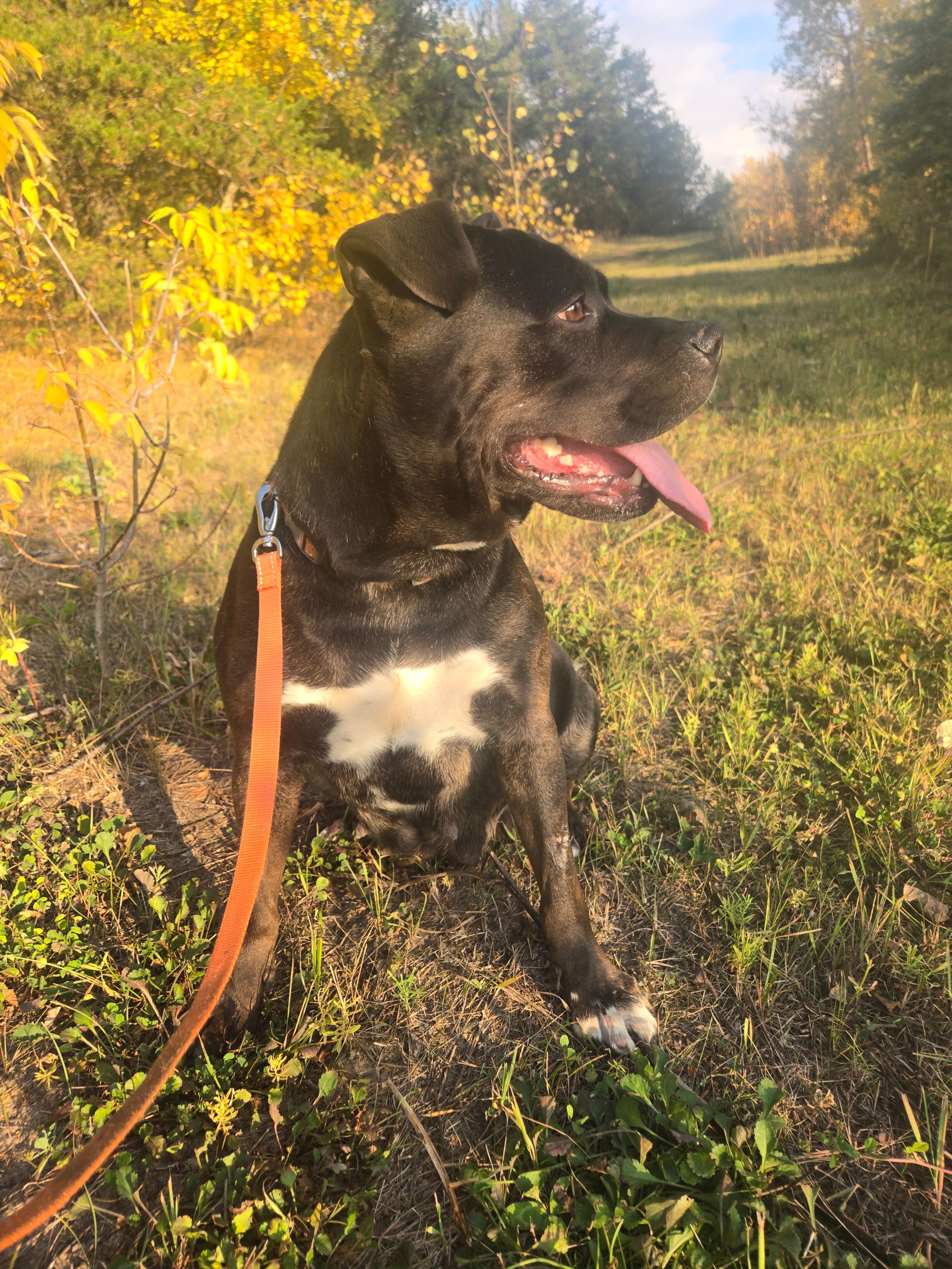 Photo of Young female rescue pitbul needs farm. Good dog!