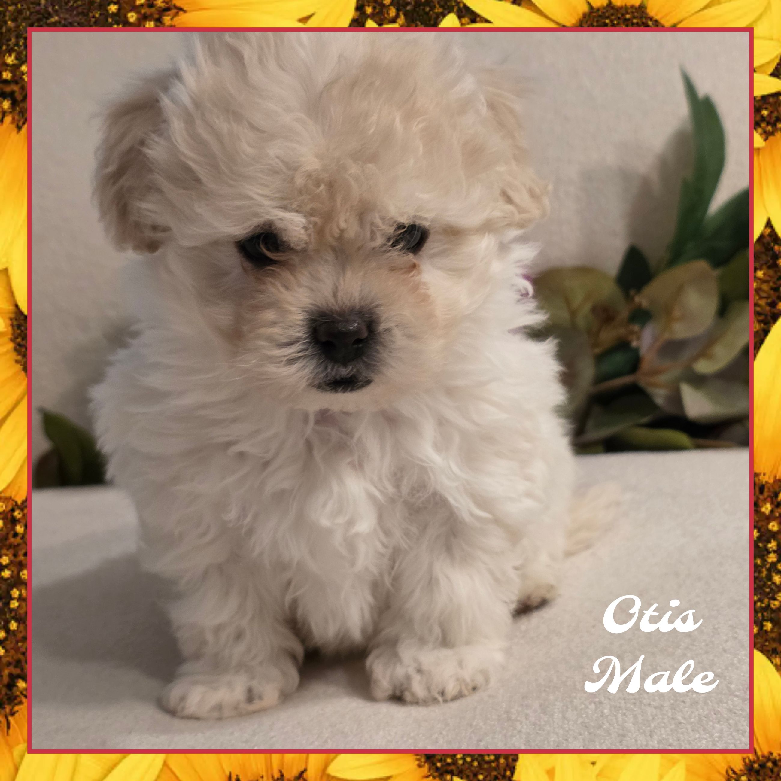Photo of Bichon/Shihtzu X Poodle Puppies ONE AVAILABLE 