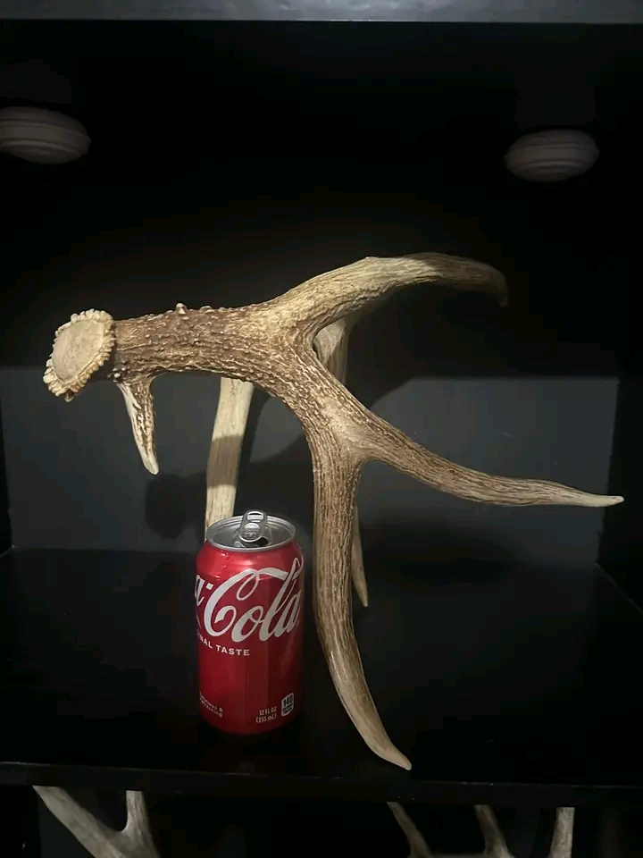 Photo of 80” Whitetail Antlers – Solid Set – $250 Shipped