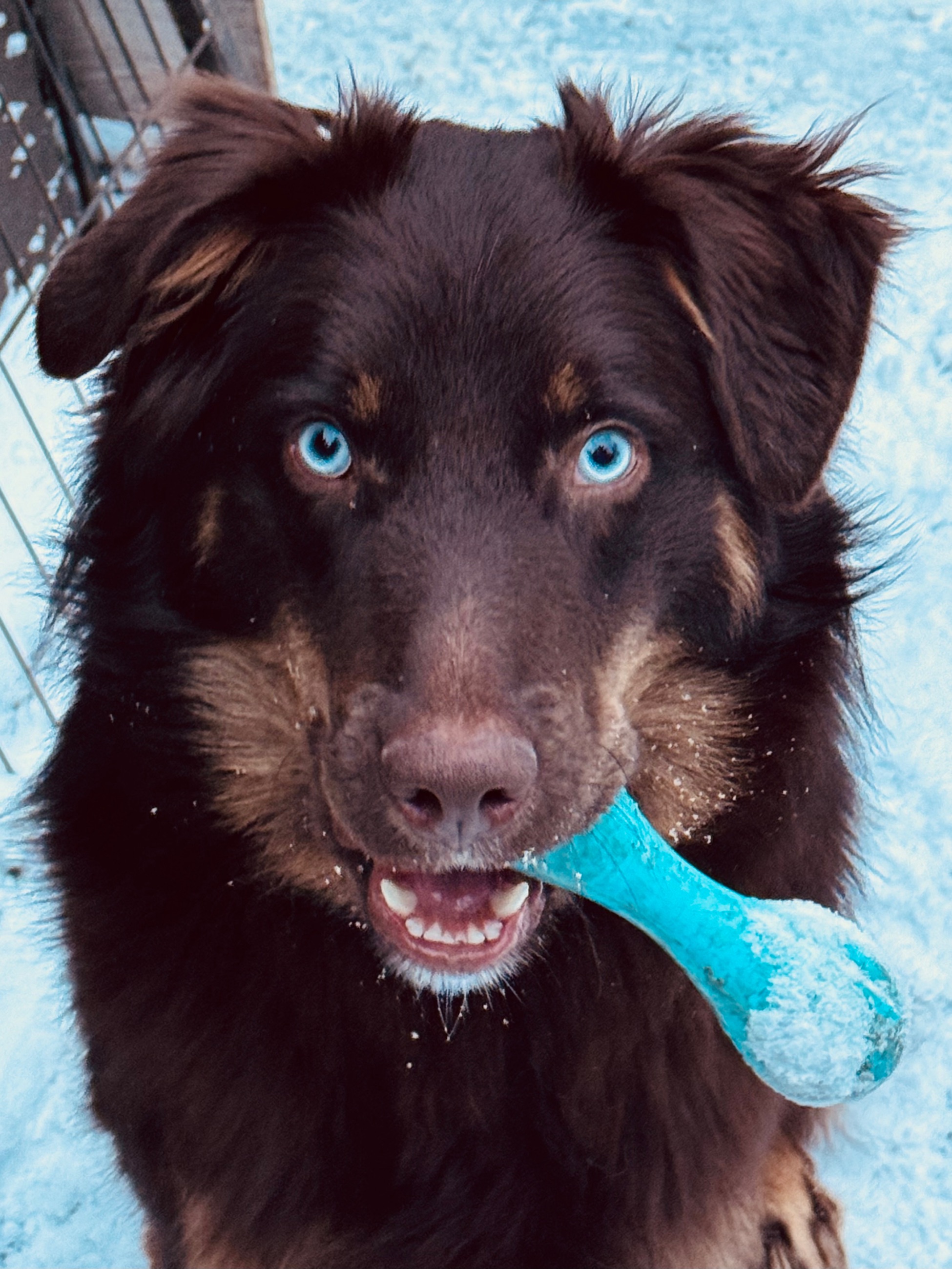 Photo of Australian Shepherd 