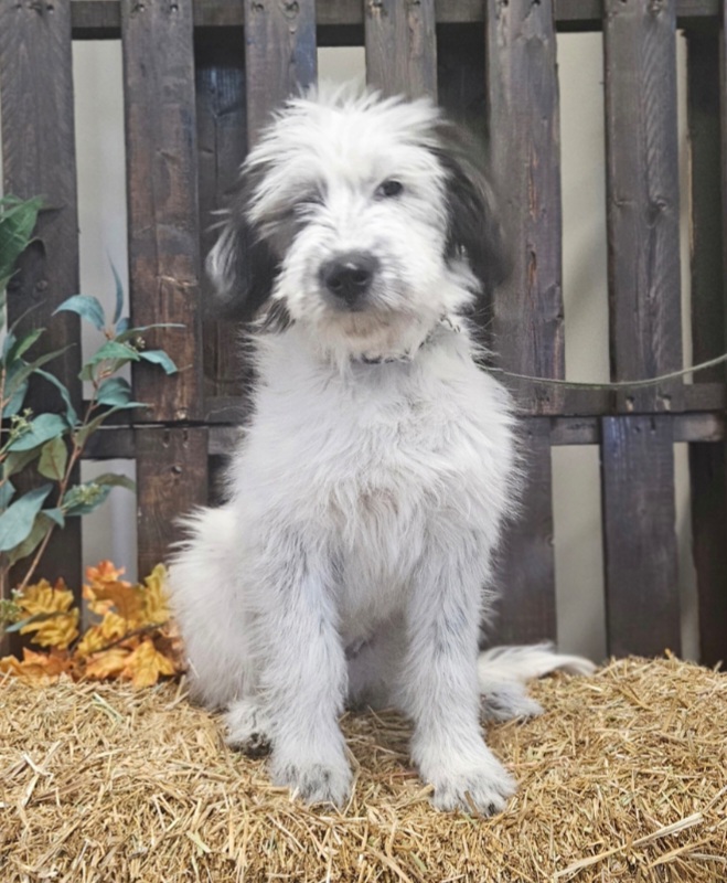 Photo of Old English, Great Pyrenees cross puppy