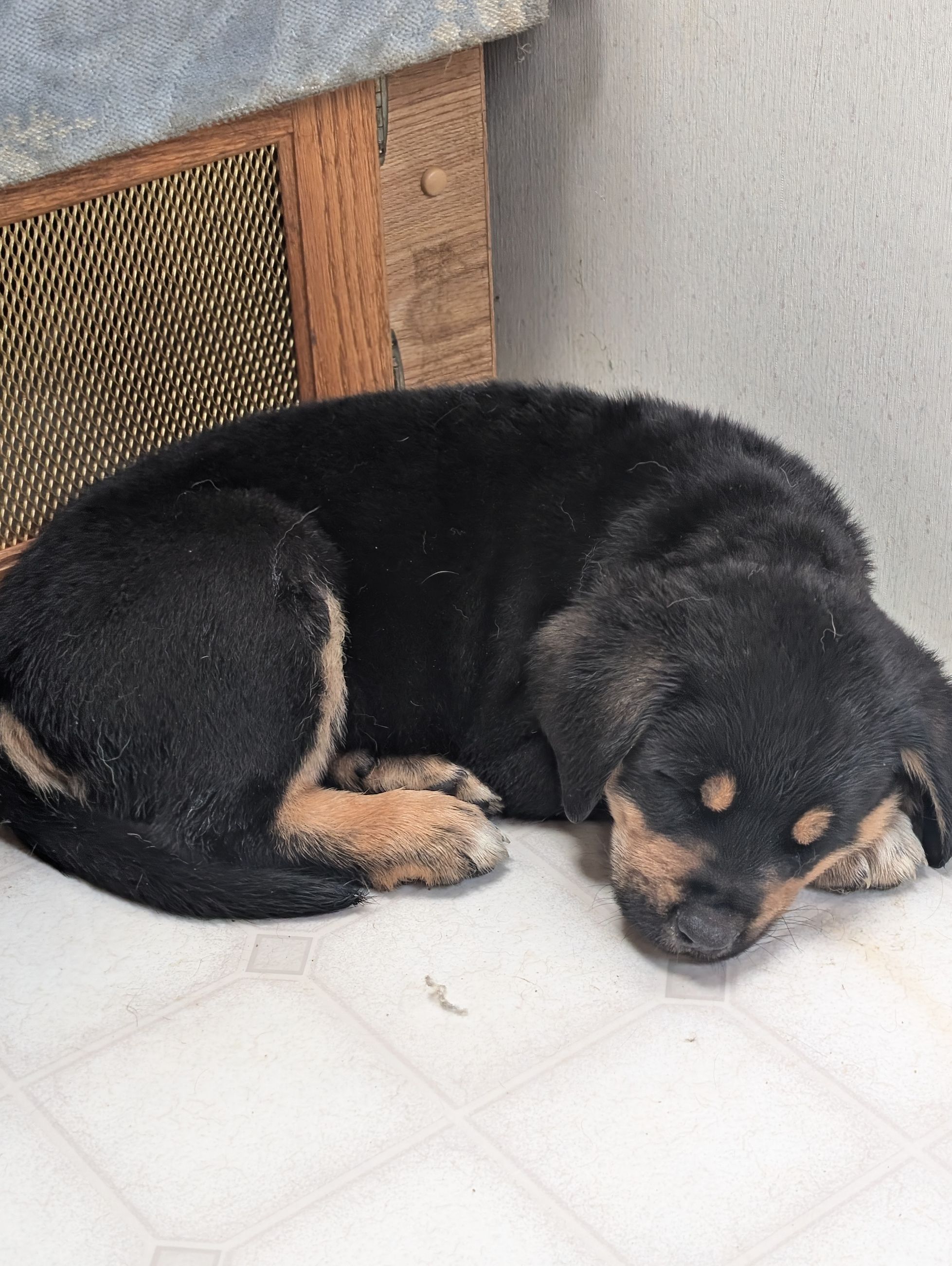 Photo of Mastiff X Lab Puppies 