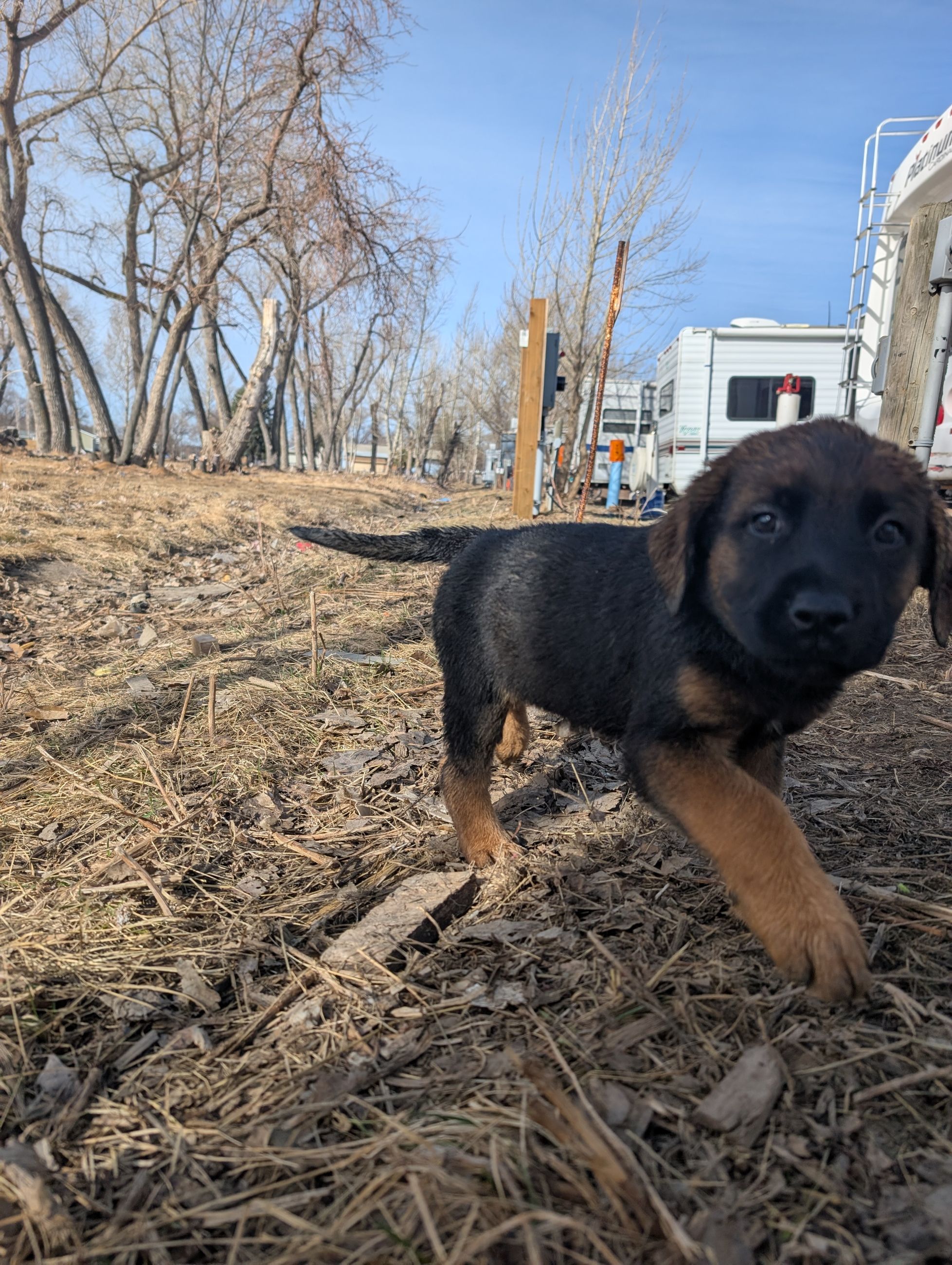 Photo of Mastiff X Lab Puppies 