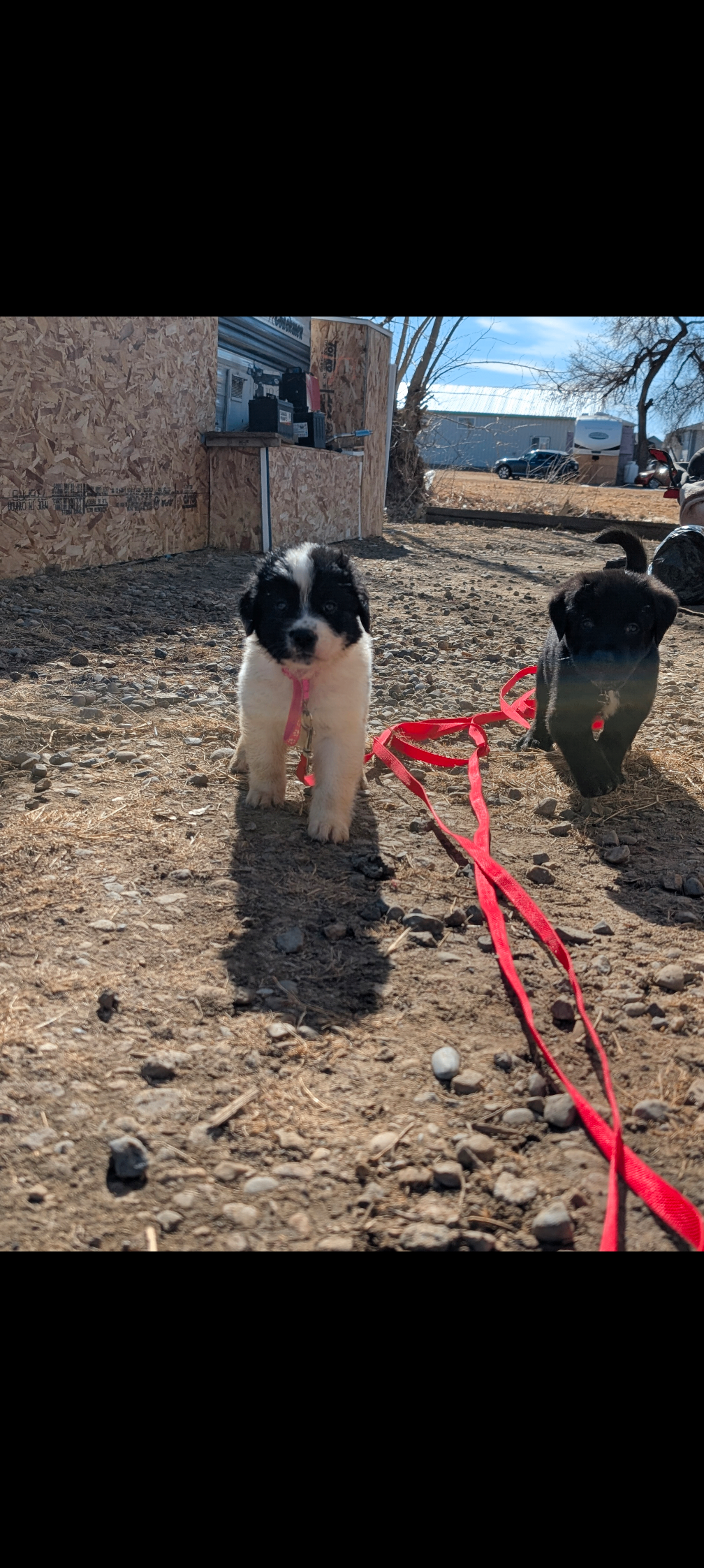 Photo of Mastiff X Lab Puppies 