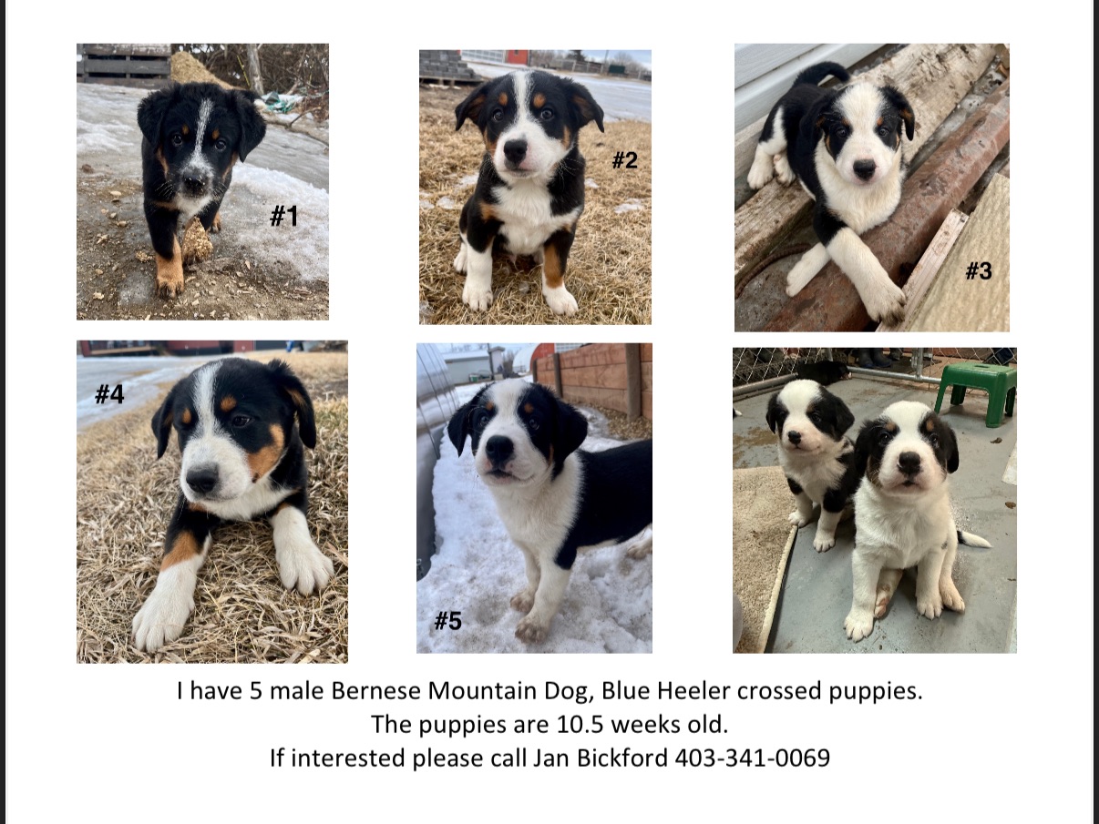 Photo of Bernese x Blue Heeler