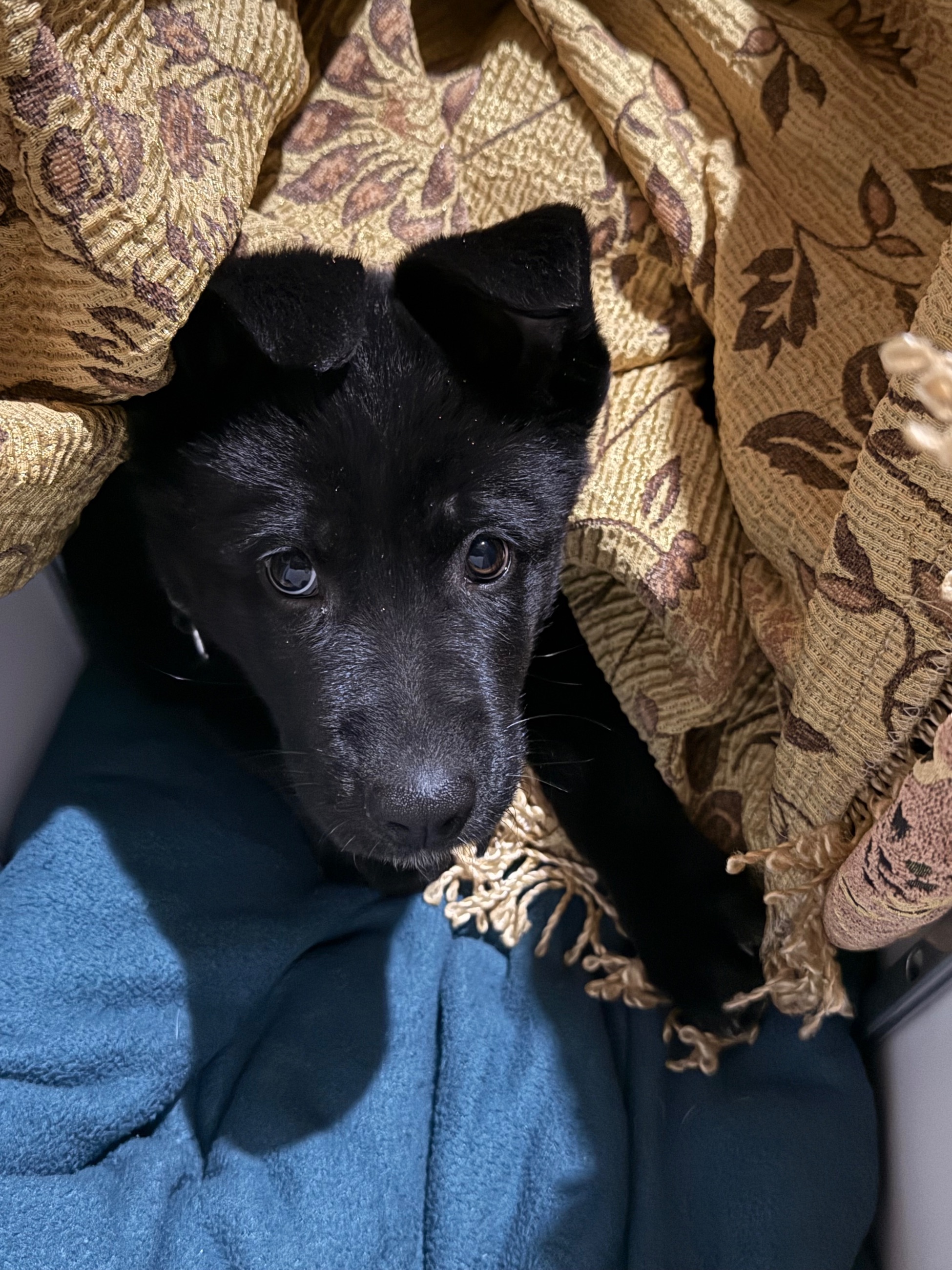 Photo of Fully trained German Shepard/Husky puppy 