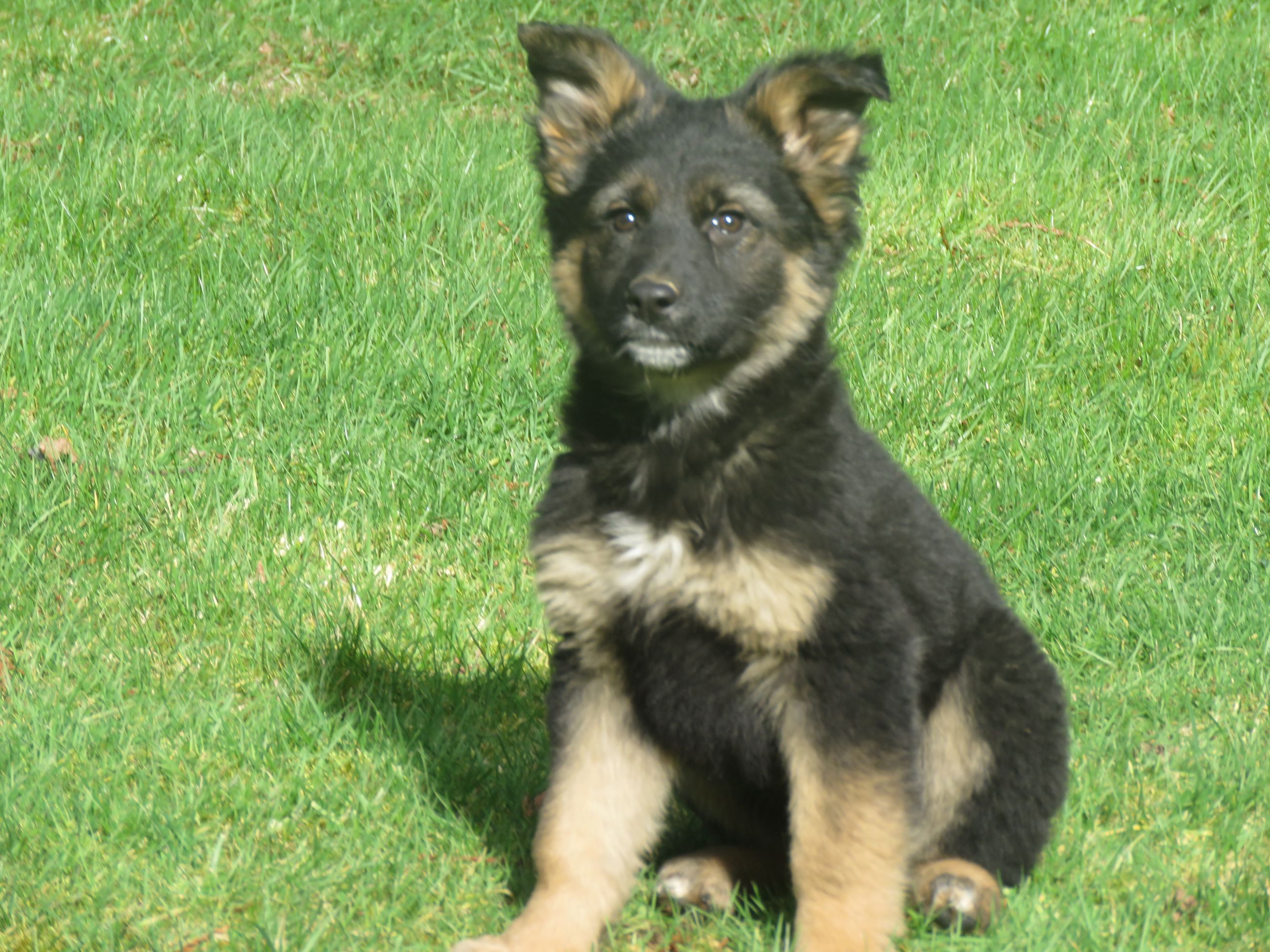 Photo of Gorgeous German Shepherd Pups