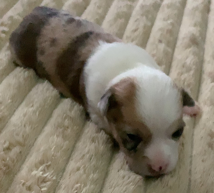 Photo of Merle Deer Head Chihuahua female